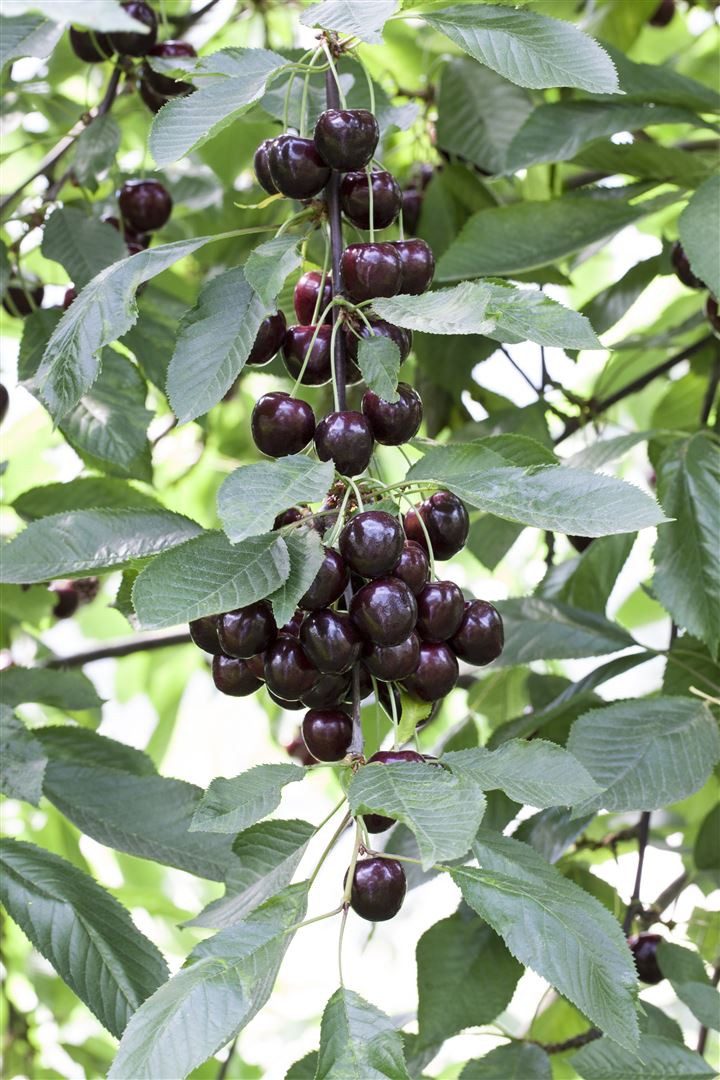 Pflanzen für Dich Obstpflanze Prunus cer. Schattenmorelle, 1 St., Schattenmorelle, Sauerkirsche, sauer, spätblühend