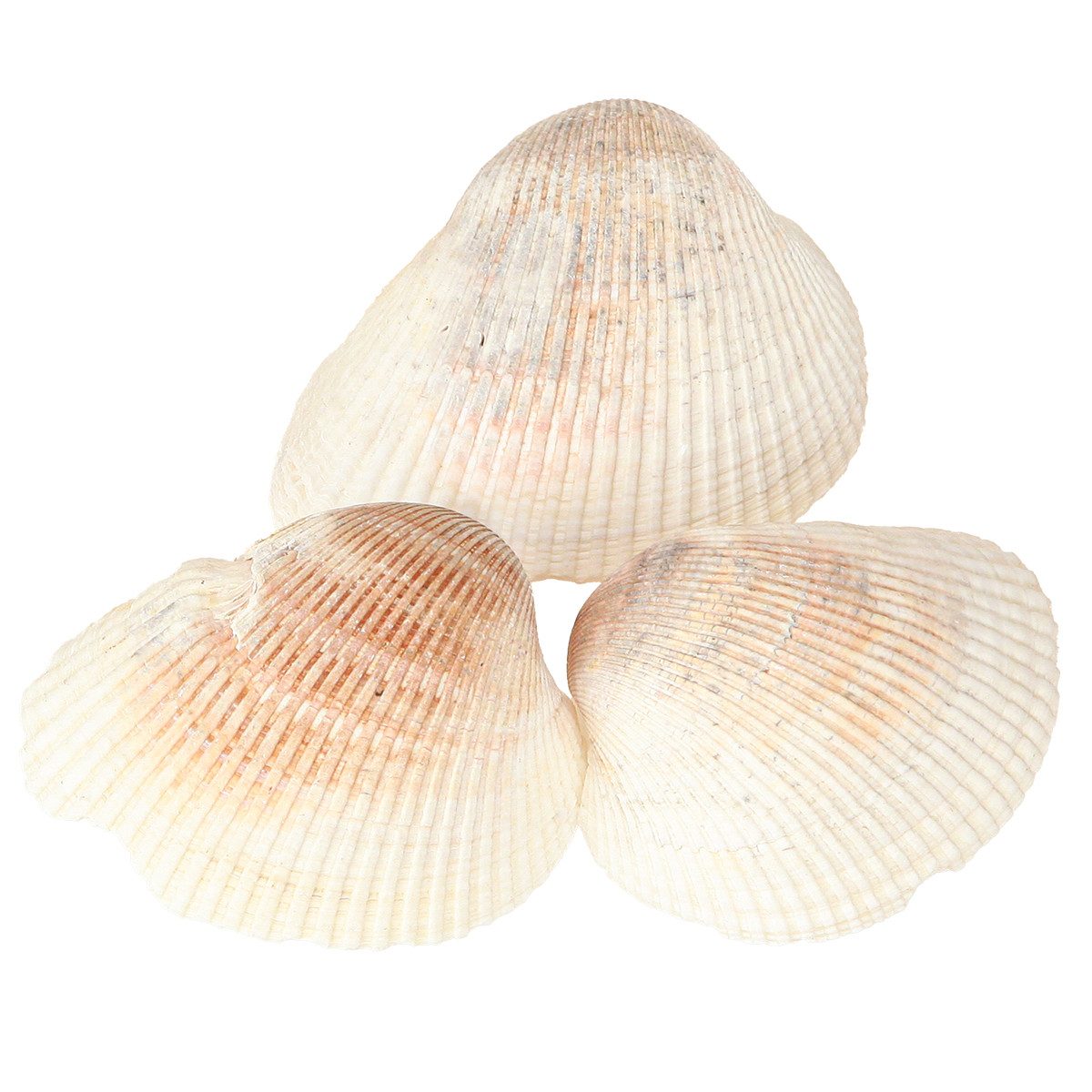 Posiwio Bastelnaturmaterial Maritime Deko Muscheln für kreative Gestaltung und