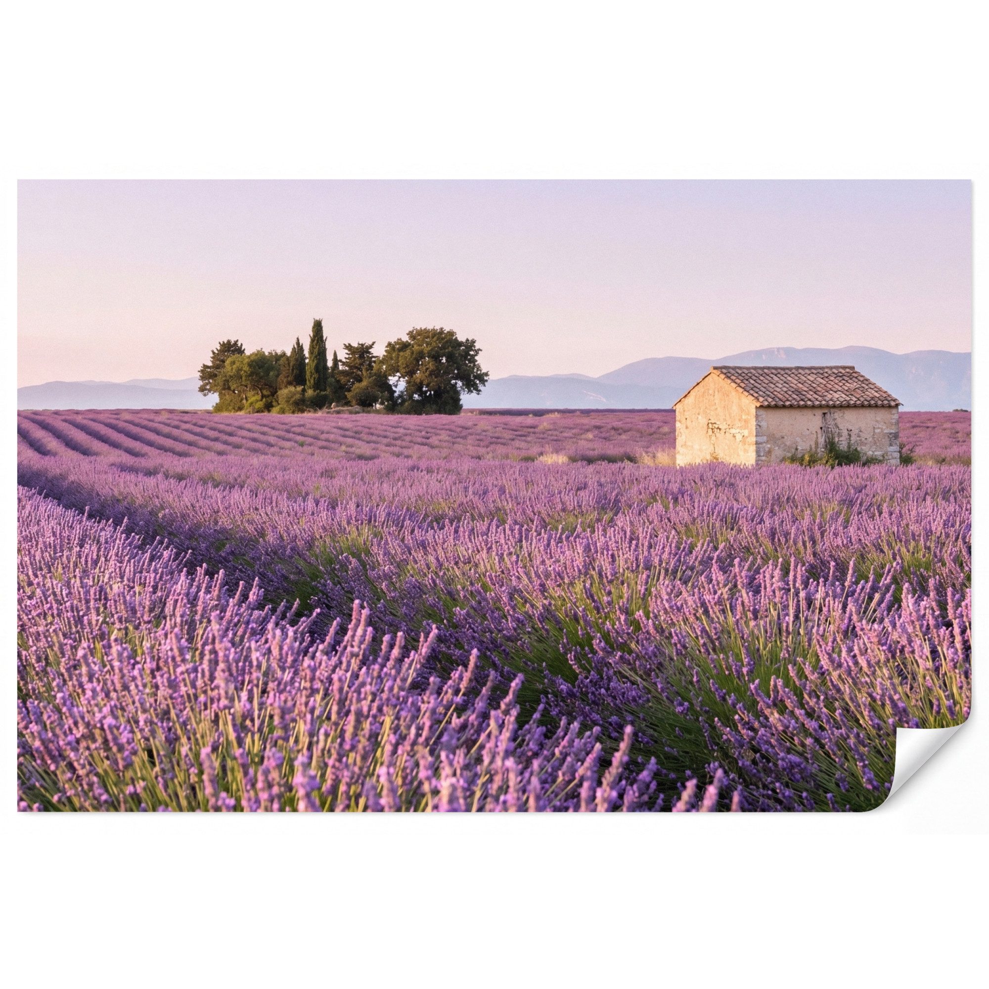 OnlyWow Fototapete Lavendel - Landschaft - Gelassenheit - Lila, Matt, bedruckt, Wohnzimmer, Modern, bedruckt, Vinyl Tapete 100x70cm
