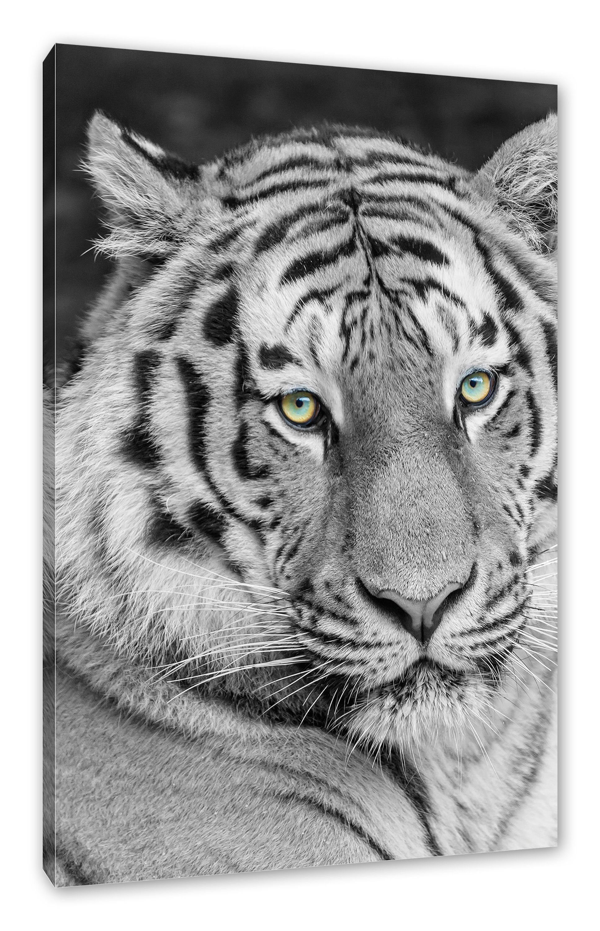 Pixxprint Leinwandbild schöner schöner prächtiger St), Tiger, Zackenaufhänger prächtiger bespannt, (1 Leinwandbild Tiger inkl. fertig