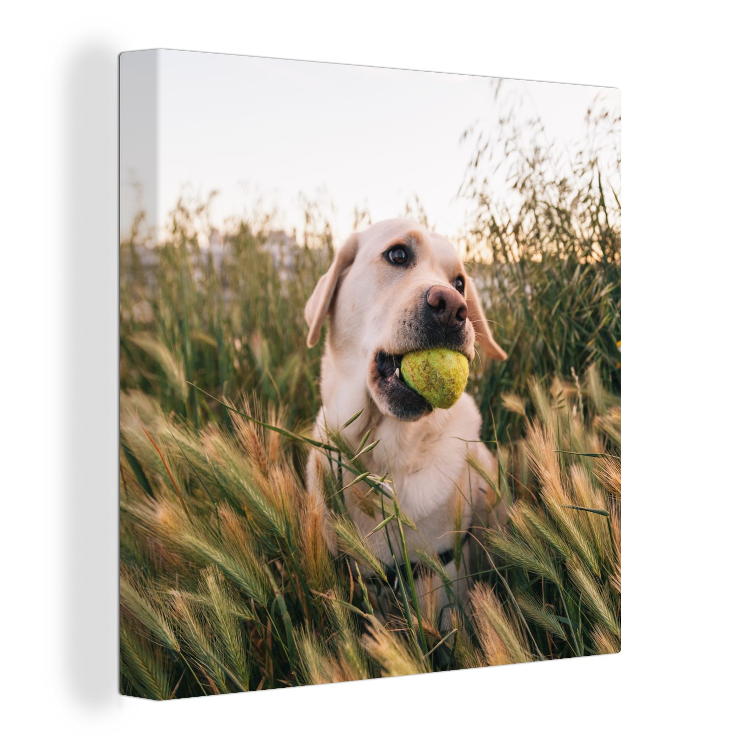 OneMillionCanvasses® Leinwandbild Labrador Retriever spielt mit einem Tennisball im Gras, (1 St), Leinwand Bilder für Wohnzimmer Schlafzimmer