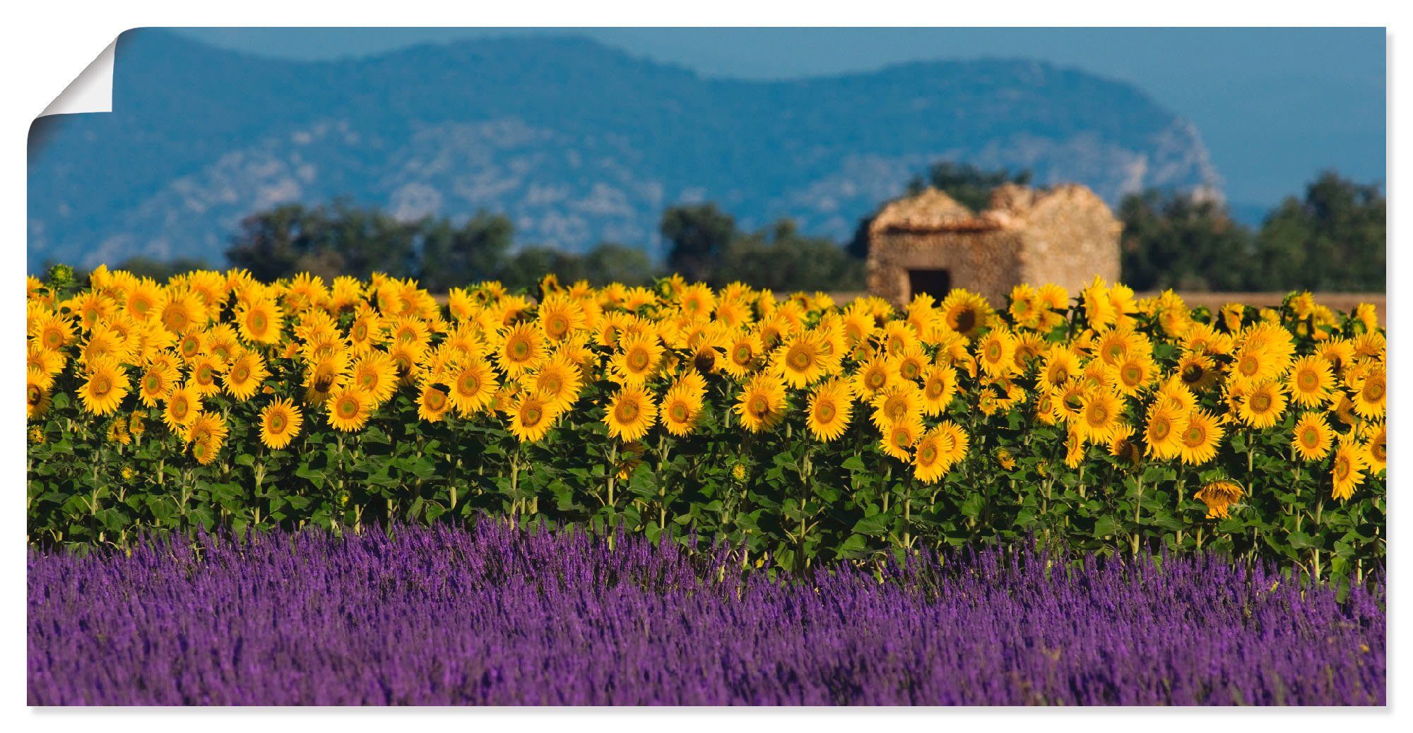 Artland Wandbild Lavendel Sonnenblumen In Der Provence Blumenwiese 1 Stuck In Vielen Grossen Produktarten Alubild Outdoorbild Fur Den Aussenbereich Leinwandbild Poster Wandaufkleber Wandtattoo Auch Fur Badezimmer Geeignet Online Kaufen