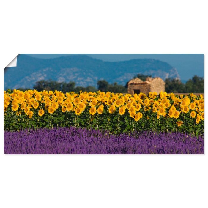 Artland Wandbild Lavendel Sonnenblumen in der Provence Blumenwiese (1 St) als Alubild Leinwandbild Wandaufkleber oder Poster in versch. Größen