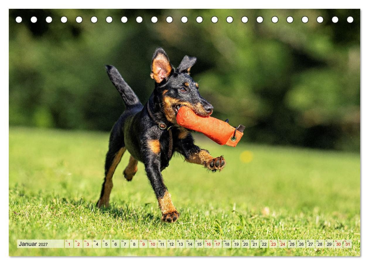 CALVENDO Wandkalender Deutscher Terrier - ein leidenschaftlicher Jäger (Tischkalender 2027 D