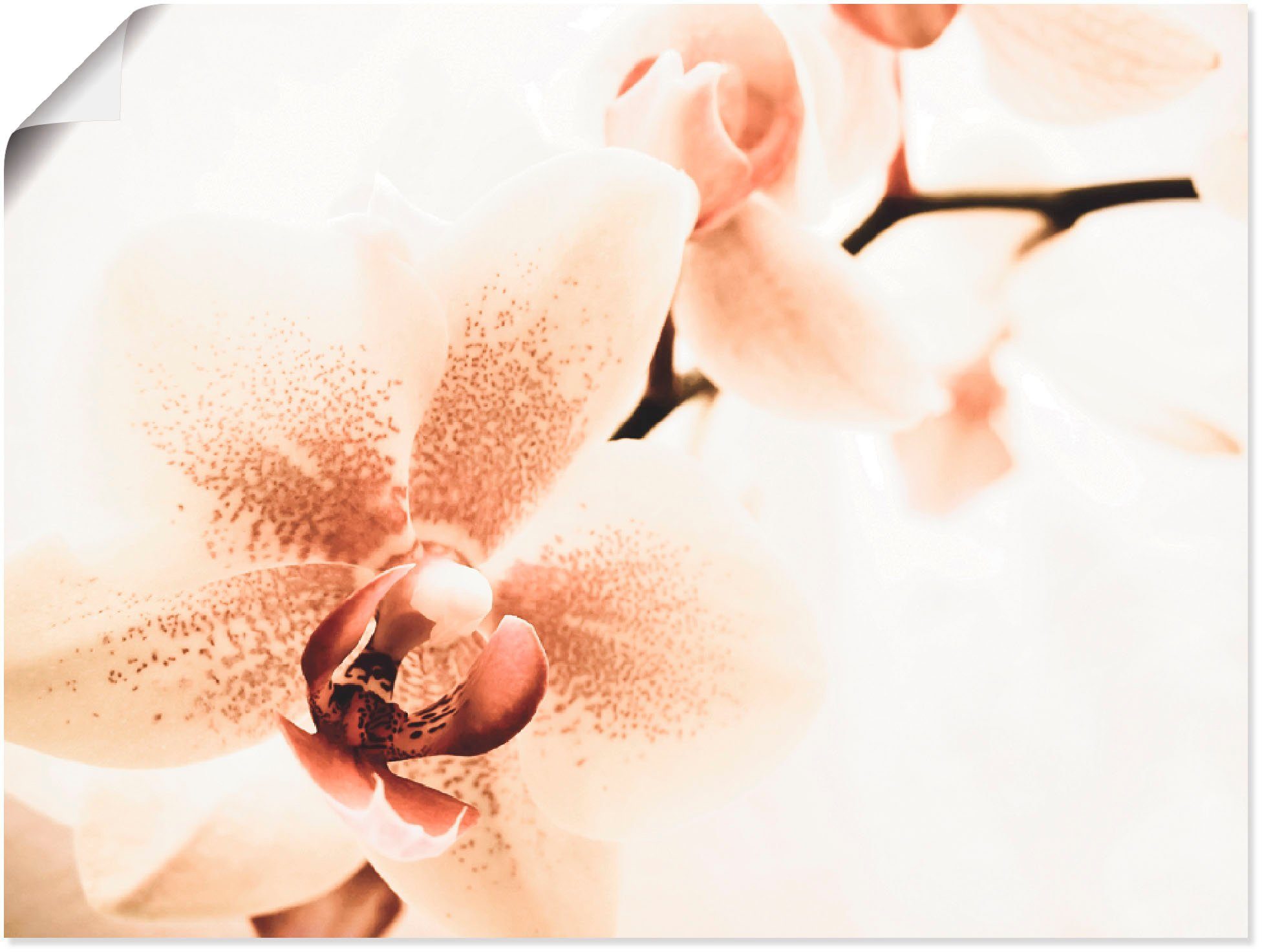 (1 Orchidee in Poster Wandbild Größen als Artland versch. Leinwandbild, Collage, Blumen St), oder abstrakte Wandaufkleber