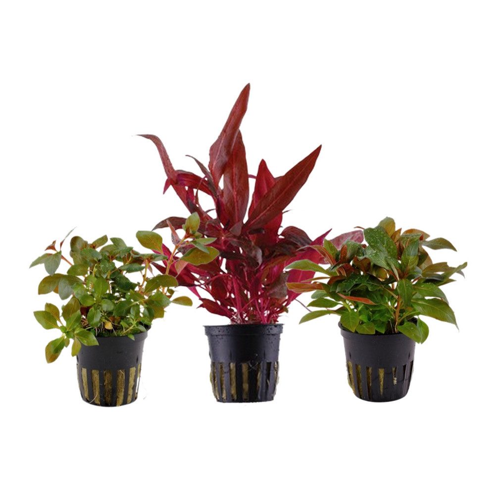 Aquaone Wasserpflanze Pflanzen Set mit 3 schönen roten Wasserpflanzen Nr.10 günstig online kaufen