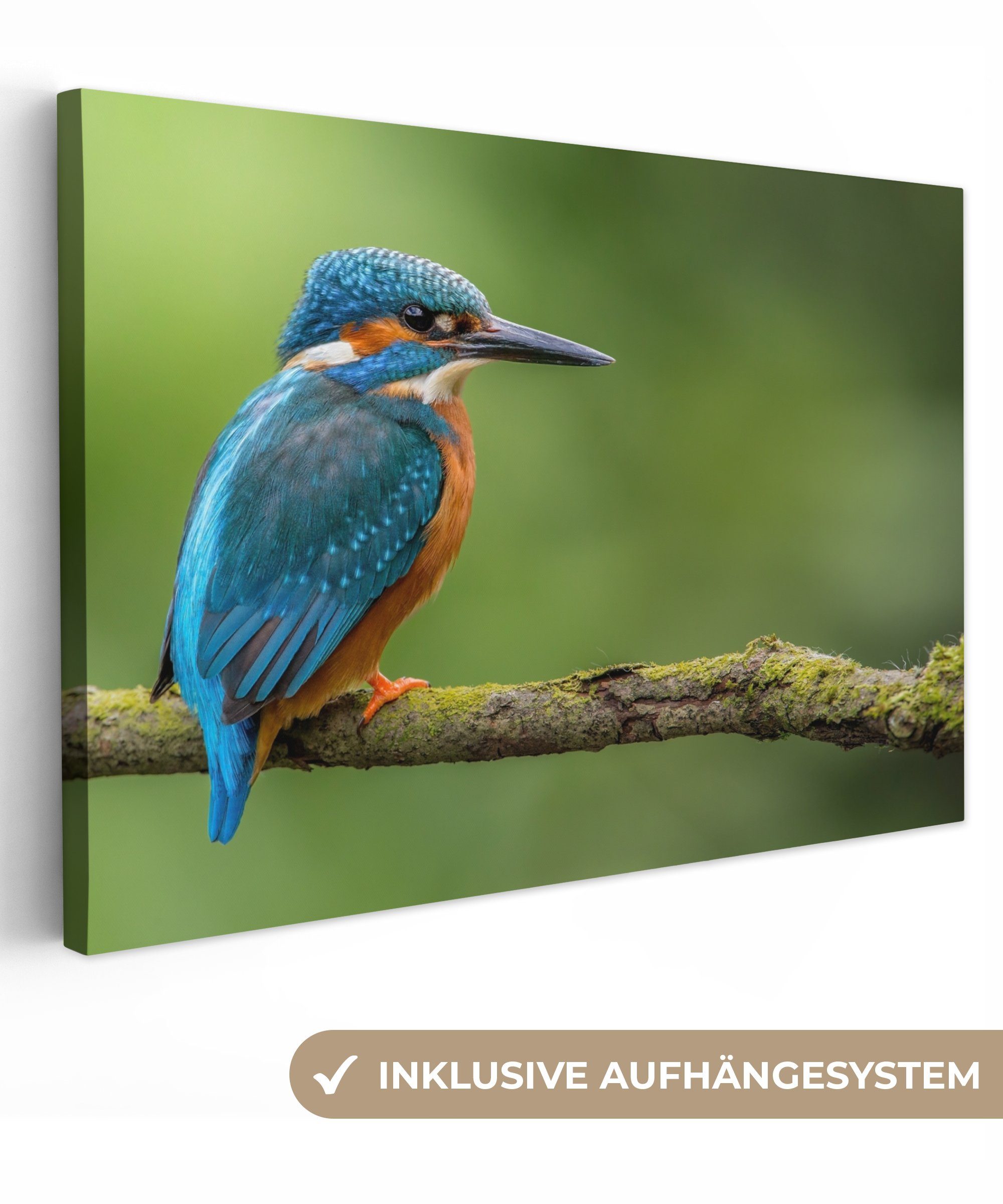 OneMillionCanvasses® Leinwandbild Eisvogel - Zweig - Moos - Vogel - Grün, F günstig online kaufen