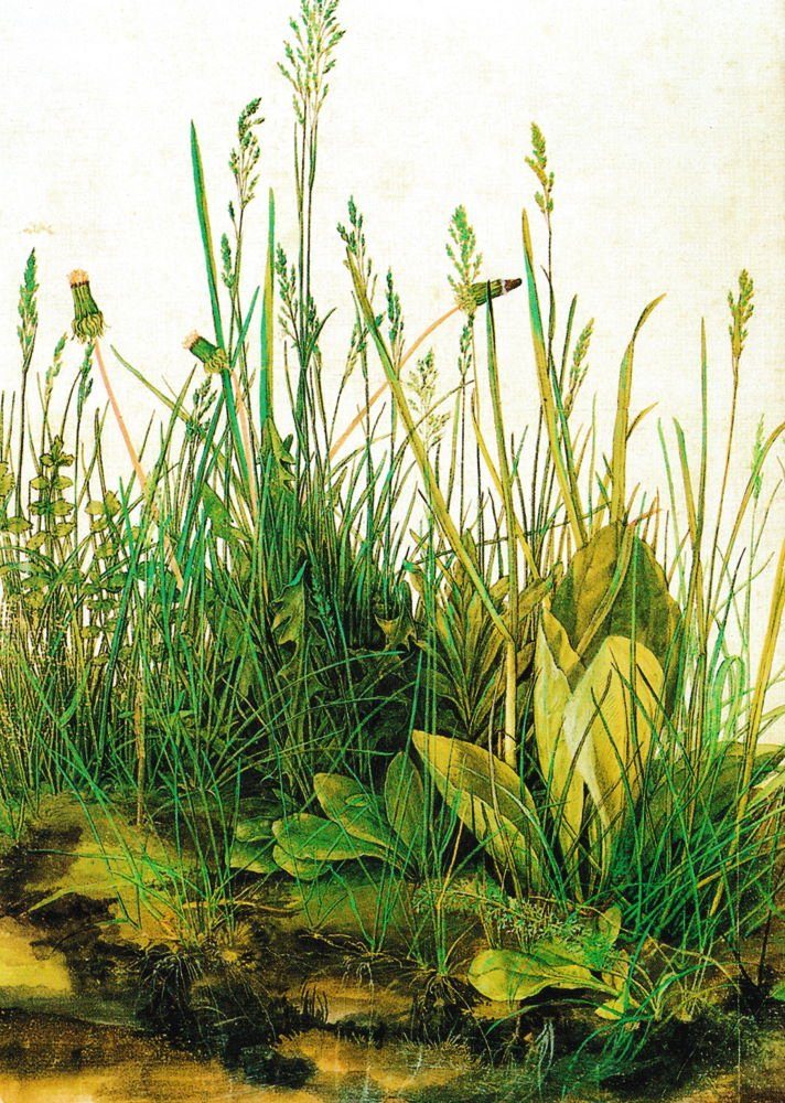 Postkarte Kunstkarte Albrecht Dürer "Das große Rasenstück"