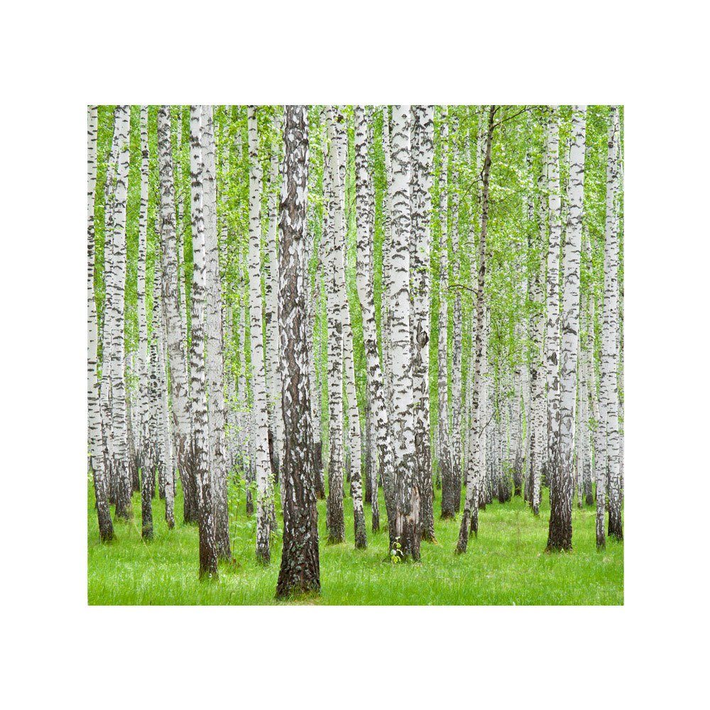 Fototapete Bäume Birke Natur Wald liwwing no. grün Wald 433, liwwing weiß Fototapete