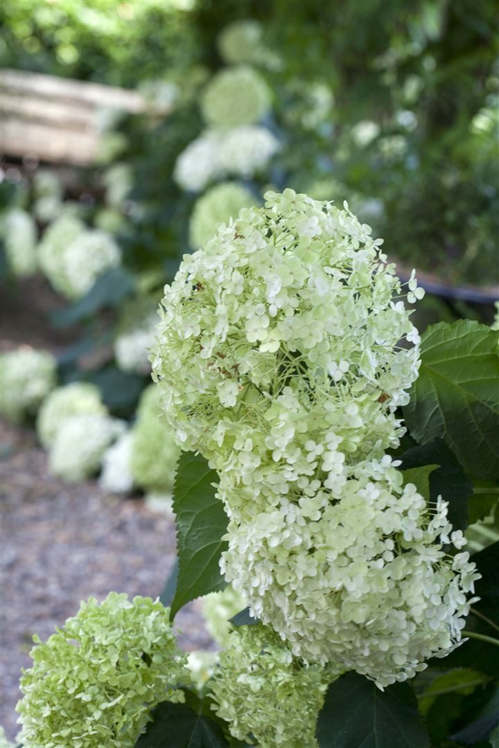 Pflanzen für Dich Gehölze Hydrangea arborescens Annabelle, 1 St., Ballhortensie, Schneeballhortensie