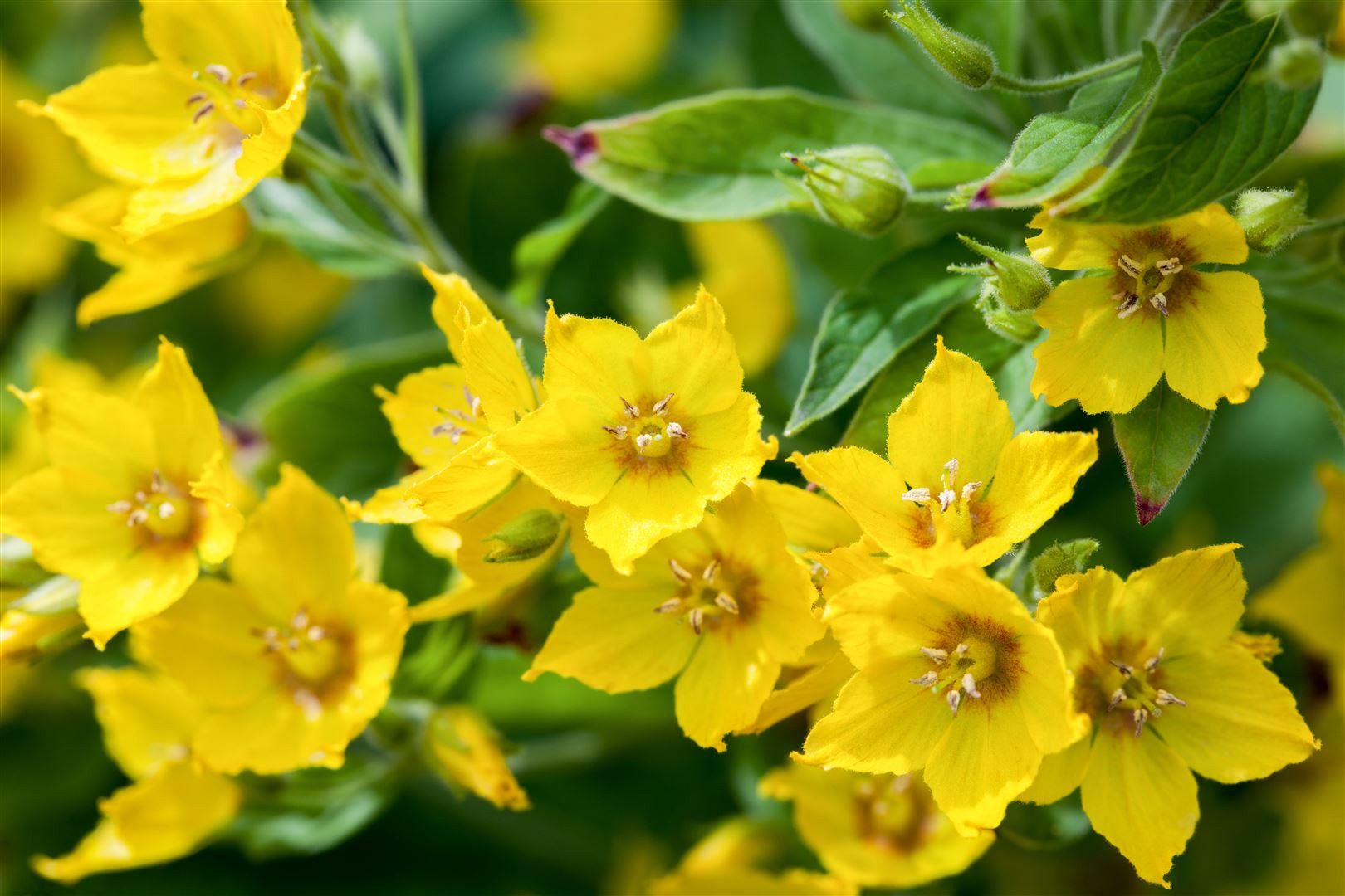 Pflanzen für Dich Staude Lysimachia punctata, 1 St., Goldfelberich, Punktierter Gilbweiderich, Punktierter Felberich