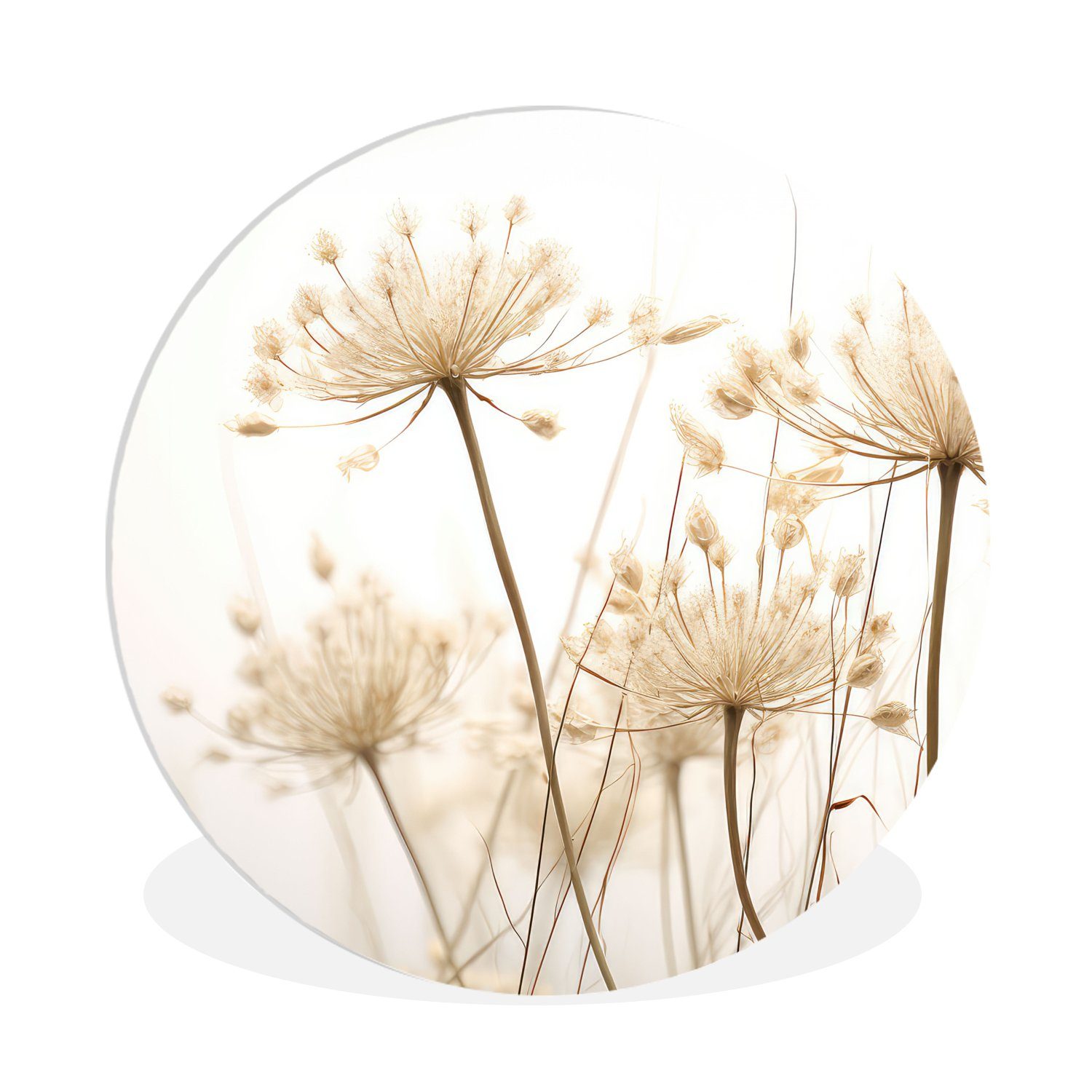 MuchoWow Gemälde Blumen - Weiß - Sonnenlicht, Fotodruck (1 St), Kreis Wanddekoration, Rundes Wandbild, 30x30 cm