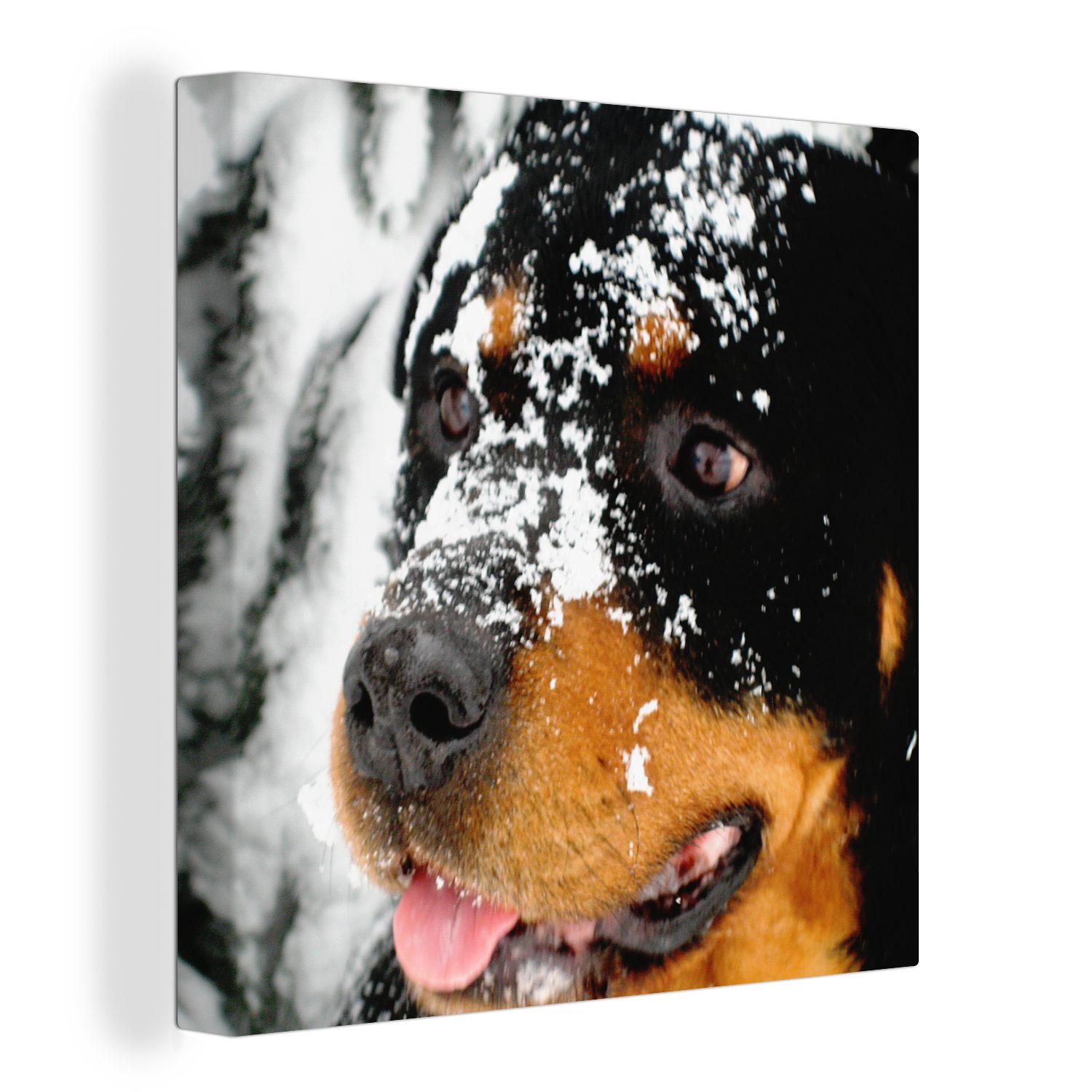 OneMillionCanvasses® Leinwandbild Schöner Rottweiler im Schnee, (1 St), Leinwand Bilder für Wohnzimmer Schlafzimmer