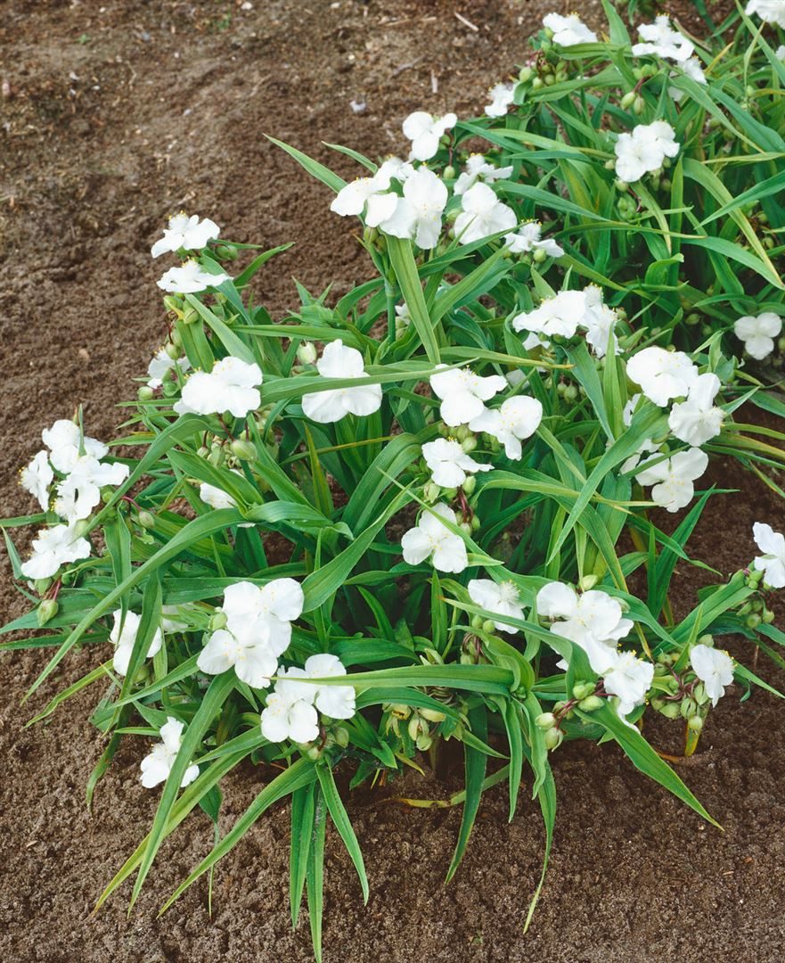Pflanzen für Dich Staude Tradescantia anders. Innocence, 1 St., Dreimasterblume