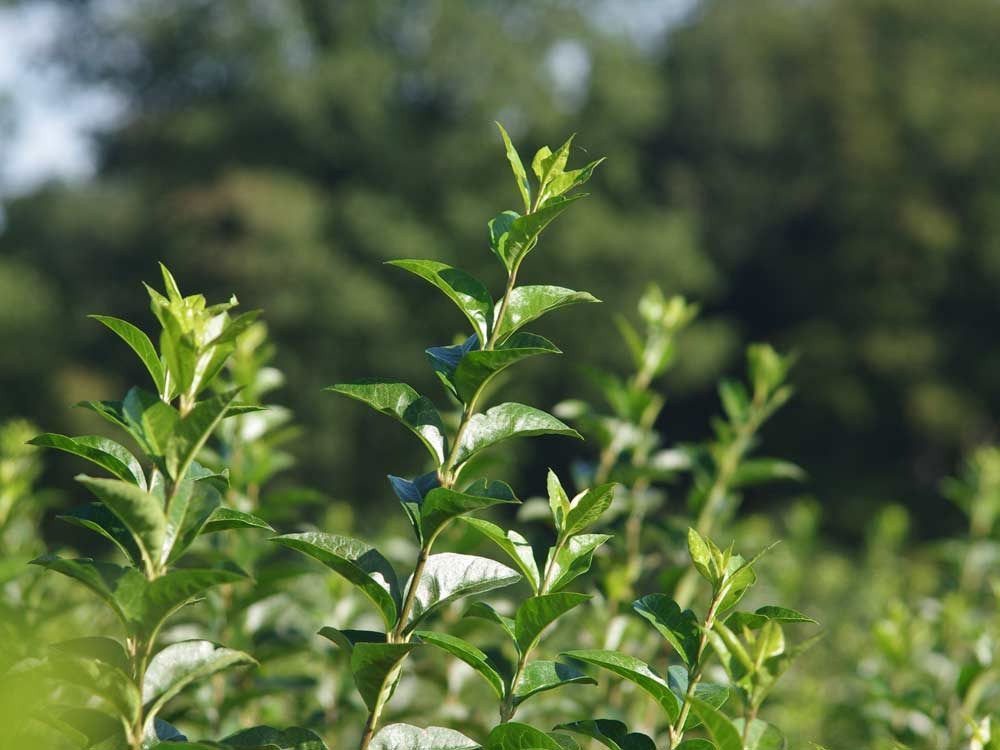Garten von Ehren Hecken Ligustrum ovalifolium, Containerware 40-60 cm