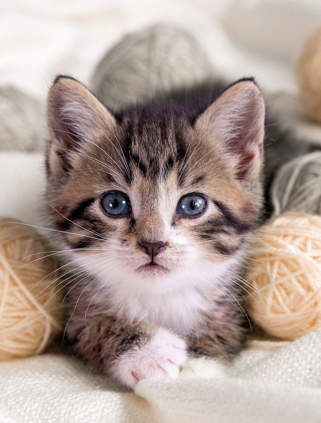 Wohndecke Mikrofaser Fotodruck "Katze", KiNZLER, Kuscheldecke, bedruckt, 150x200 cm