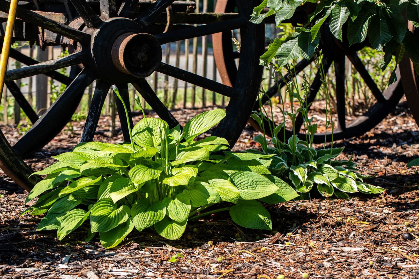 Pflanzen für Dich Staude Hosta plantaginea Grandiflora, 1 St., Duftende Funkie, Duft-Funkie