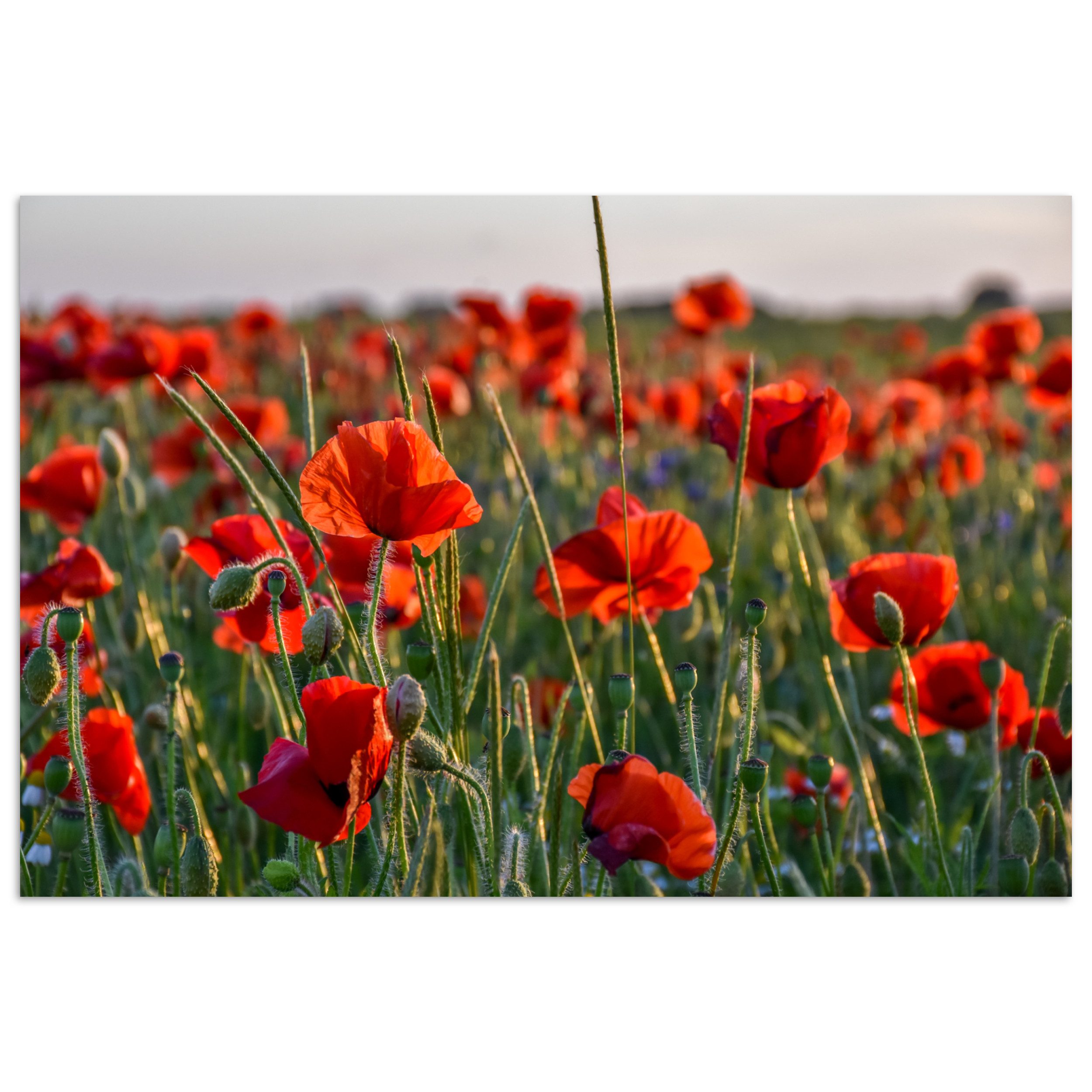 MuchoWow Poster Blumen - Mohnblumen - Natur - Rot, (1 St), Poster ohne Rahmen, Wandbild, Wandposter, 30x20 cm
