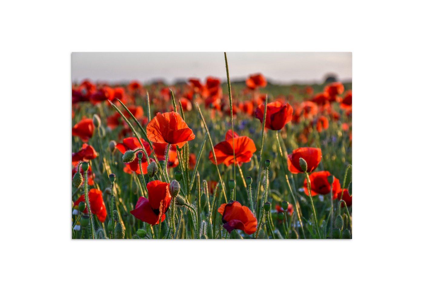 MuchoWow Poster Blumen - Mohnblumen - Natur - Rot, (1 St), Poster ohne Rahmen, Wandbild, Wandposter, 30x20 cm