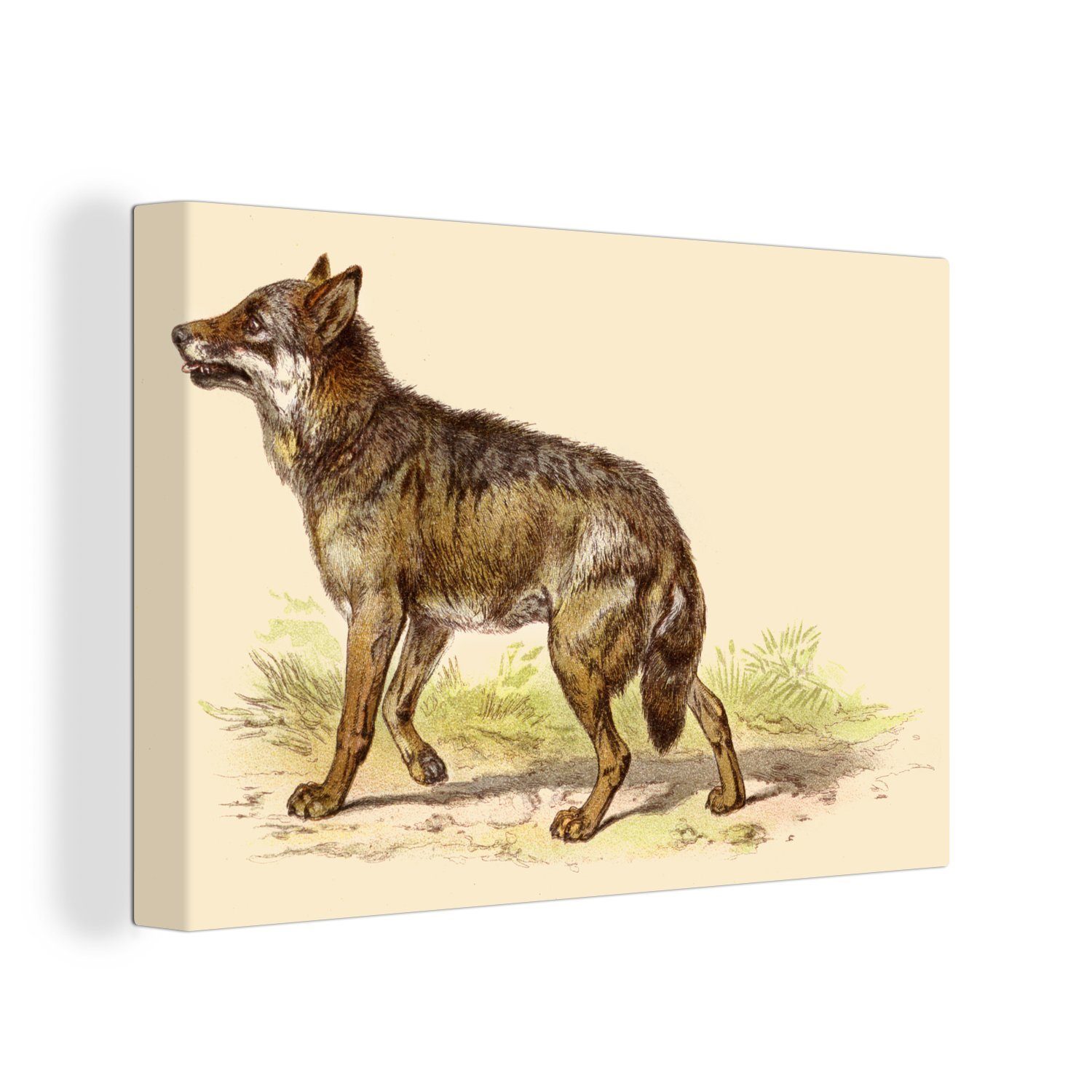 OneMillionCanvasses® Leinwandbild Wolf - Raubtier - Pflanzen, (1 St), Wandbild Leinwandbilder, Aufhängefertig, Wanddeko, 30x20 cm