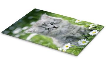 Posterlounge Acrylglasbild Greg Cuddiford, graues Kätzchen, Jungenzimmer Kindermotive