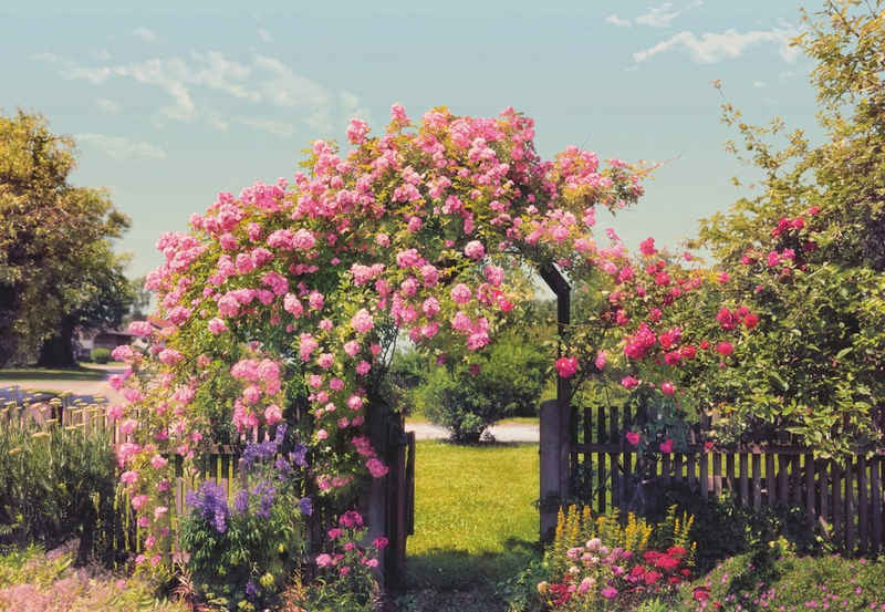 Komar Fototapete Rose Garden, 368x254 cm (Breite x Höhe), inklusive Kleister