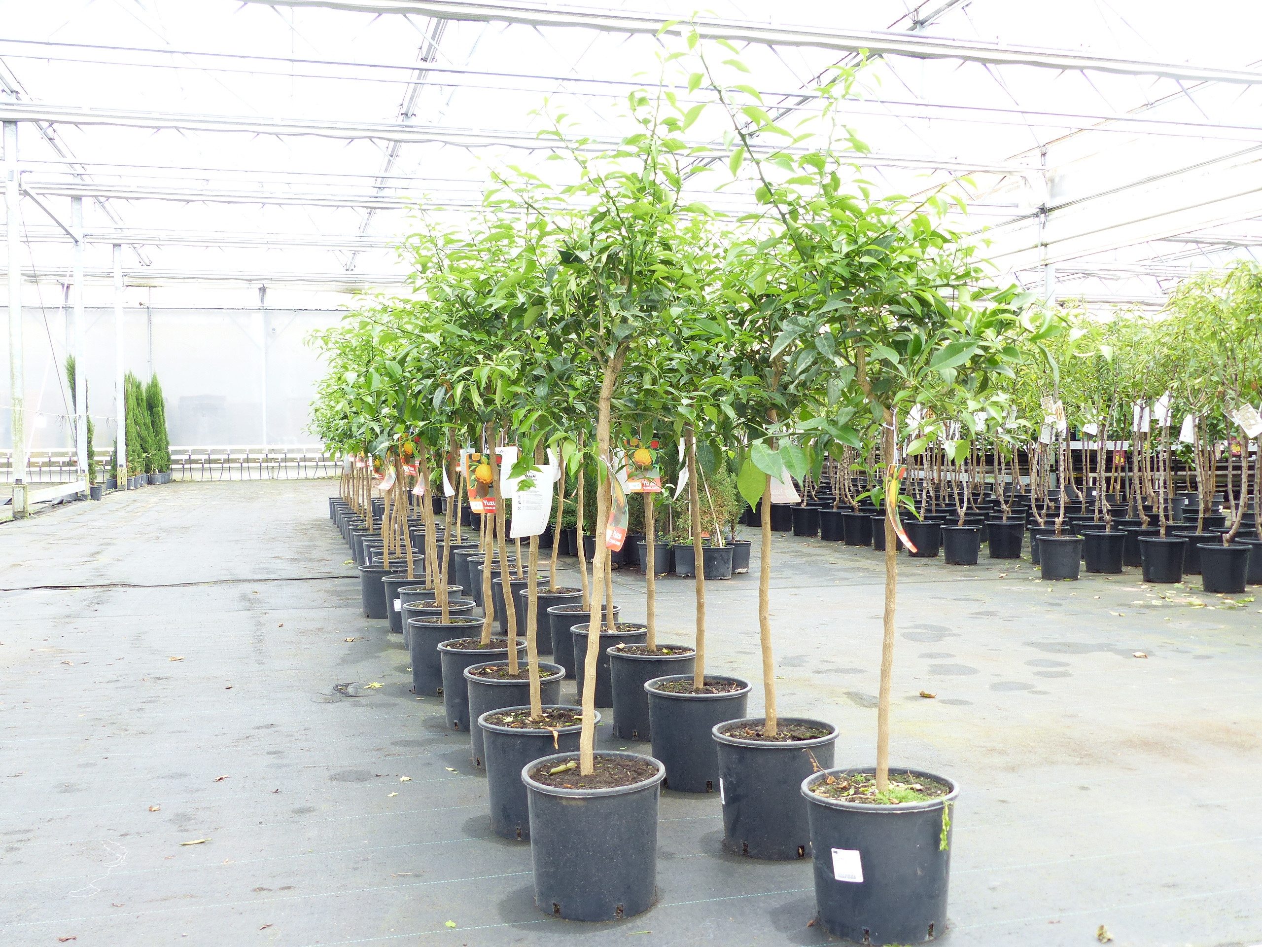 gruenwaren jakubik Zitronenbaum Citrus Yuzu 130 - 150 cm, Zitronenbaum Zitrone, japanische Zitrone