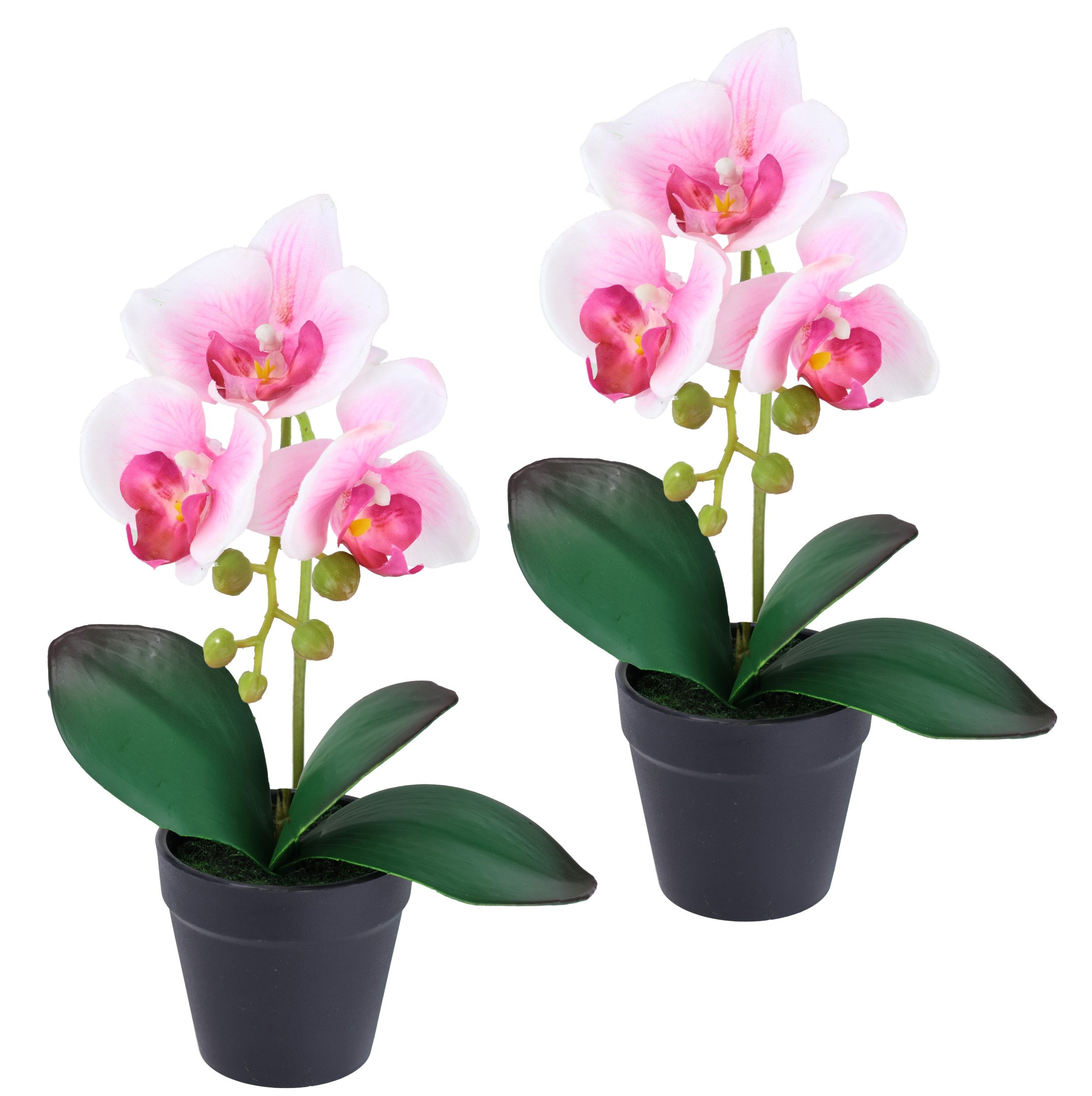 Kunstorchidee Orchidee im Topf 2er Set, I.GE.A., Höhe 30 cm, Künstliche Pha günstig online kaufen