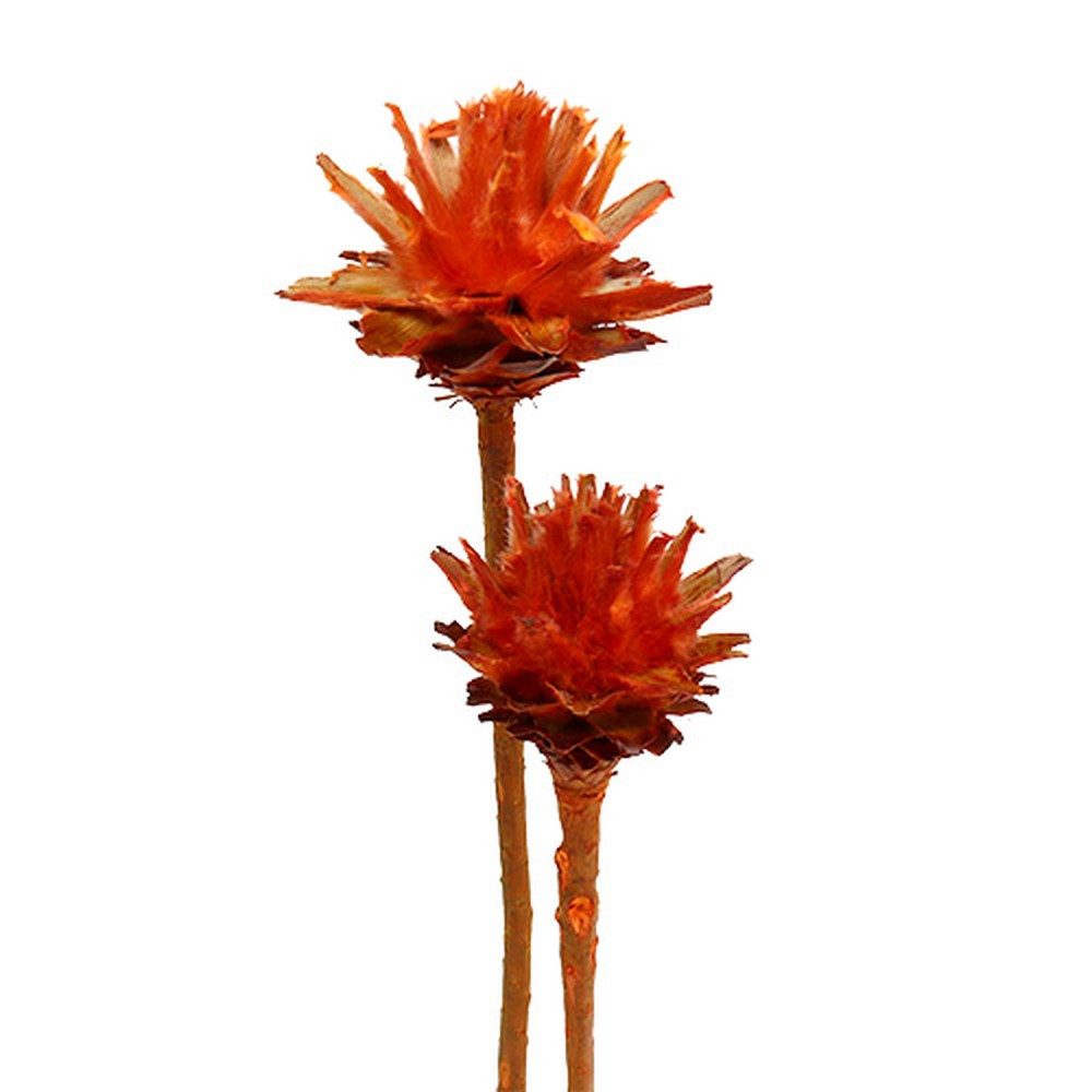Trockenblume Exotische Trockenblume Plumosum Orange 25 Stück für Herbstdeko, Florists Products, Höhe 30 cm