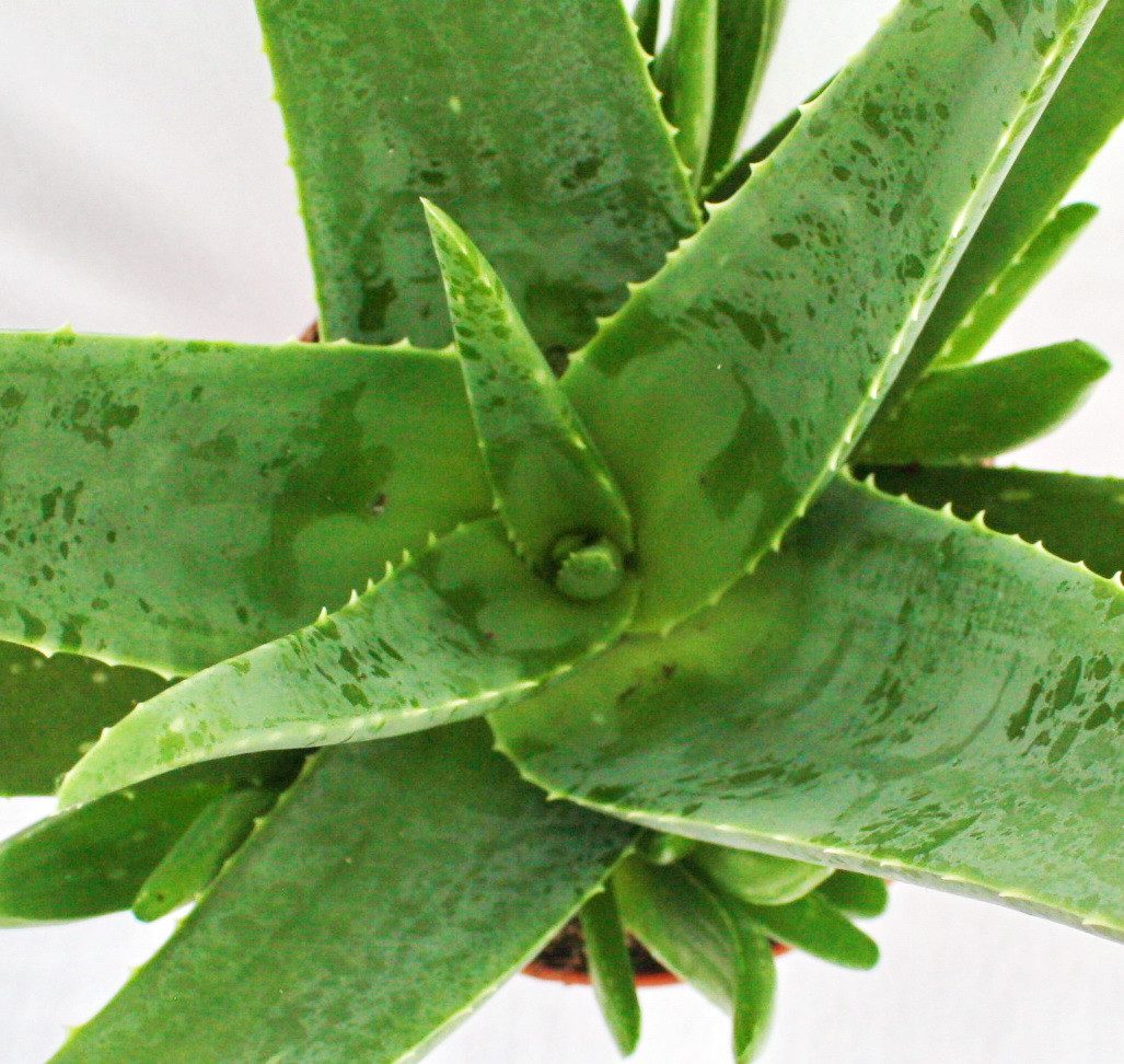 Exotenherz Sukkulente Aloe vera - ca. 4-5 Jahre alt - 15cm Topf