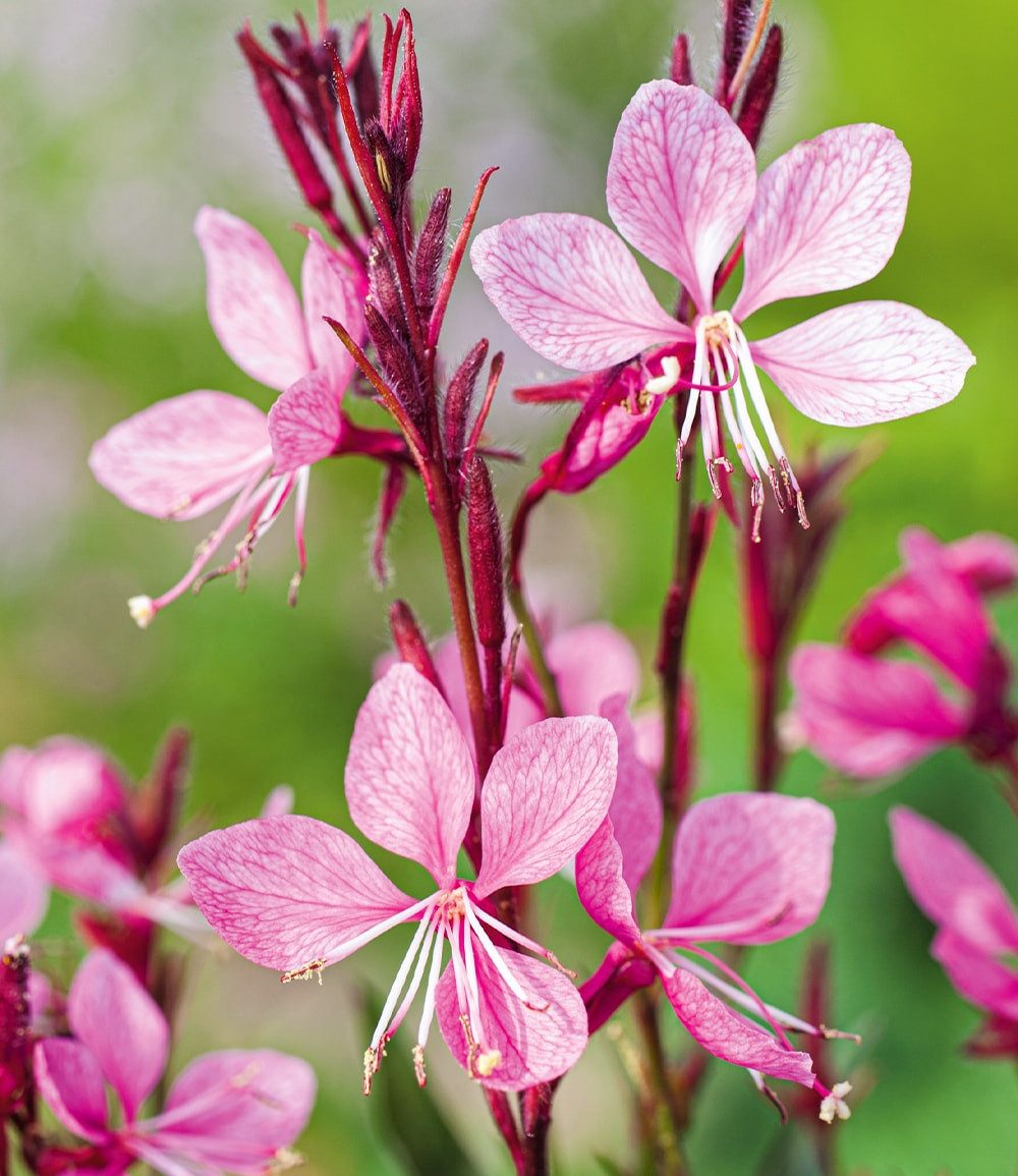 BALDUR Garten Staude Prachtkerze - Gaura 'Pink', 2 St., Schmetterlings-blüten, winterhart, pflegeleicht
