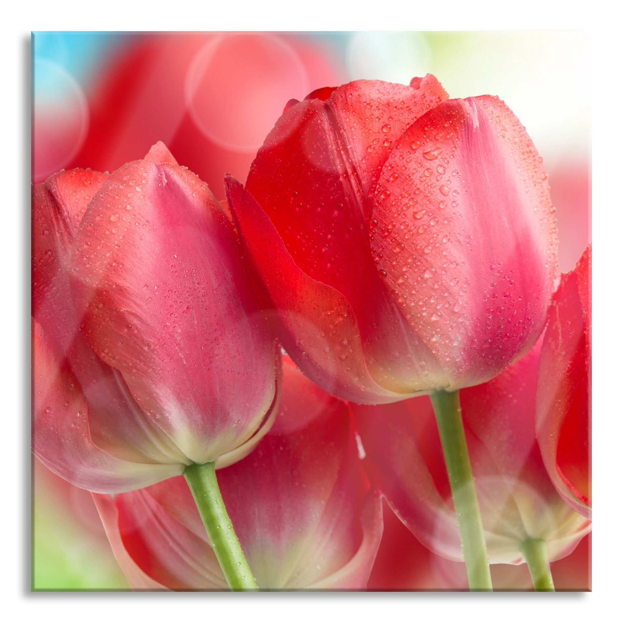 Pixxprint Glasbild Rote Tulpen, Rote Tulpen (1 St), Glasbild aus Echtglas, inkl. Aufhängungen und Abstandshalter