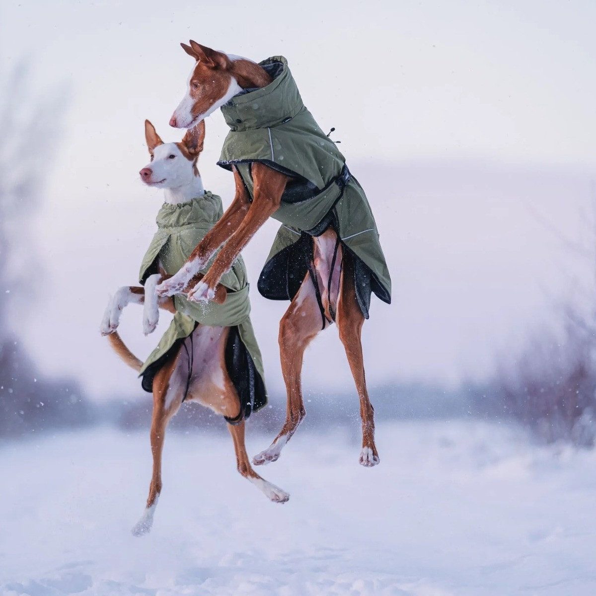 Rukka Hundemantel Jacke Warmup 2.0 olive