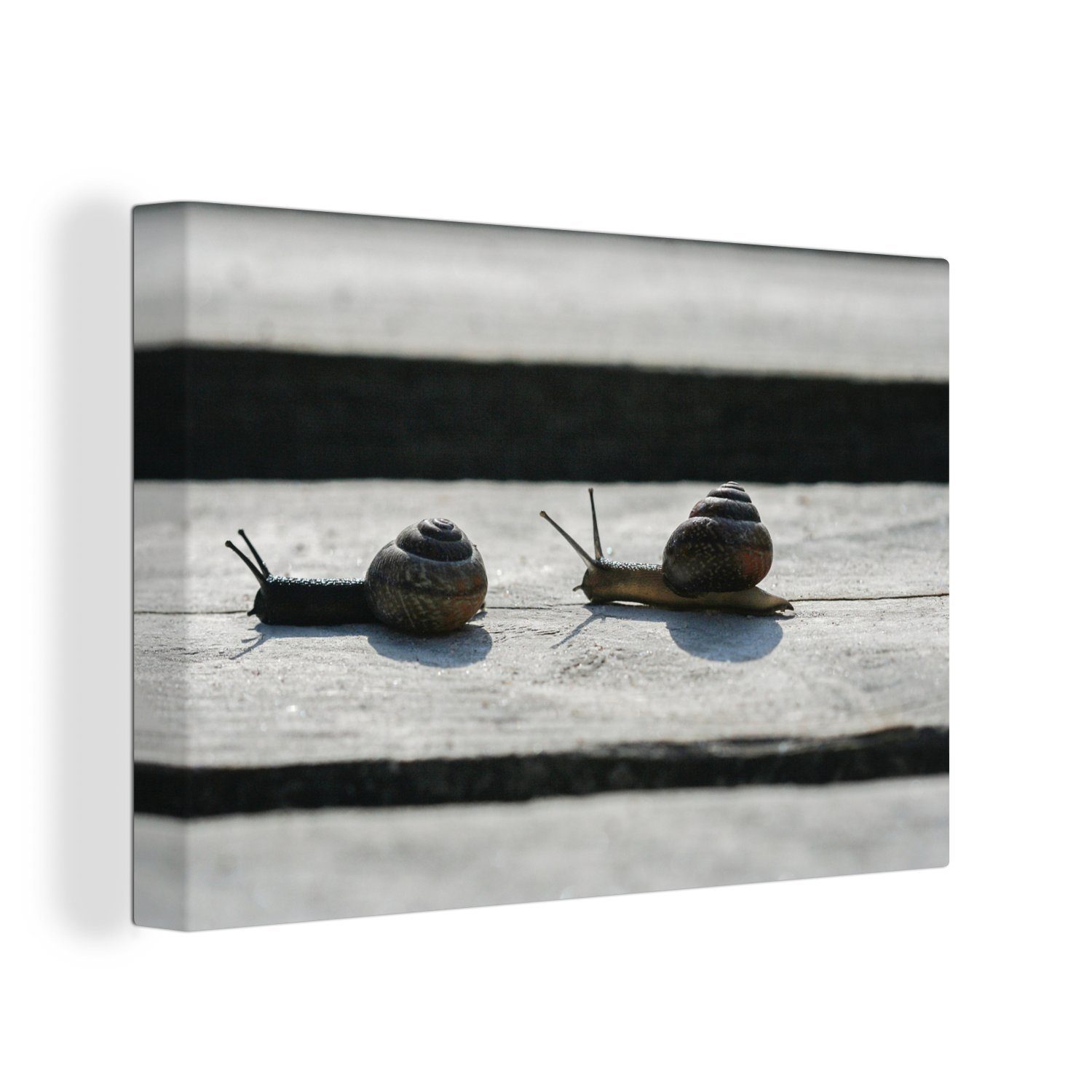 OneMillionCanvasses® Leinwandbild Zwei Schnecken auf Holz, (1 St), Wandbild Leinwandbilder, Aufhängefertig, Wanddeko, 30x20 cm