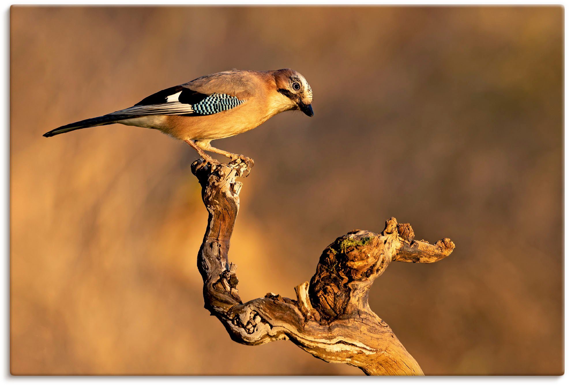 Netzsicher! als St), in versch. oder Wandaufkleber Größen Leinwandbild, Eichelhäher, Alubild, Artland Poster Wandbild Vogelbilder (1