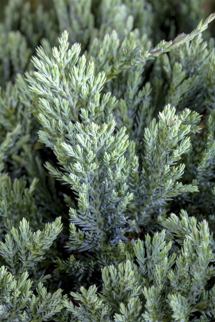 Pflanzen für Dich Konifere Juniperus horizontalis Blue Chip, 1 St., Kriech-Wacholder, Blauer Teppich-Wacholder, blaugrau, kriechend