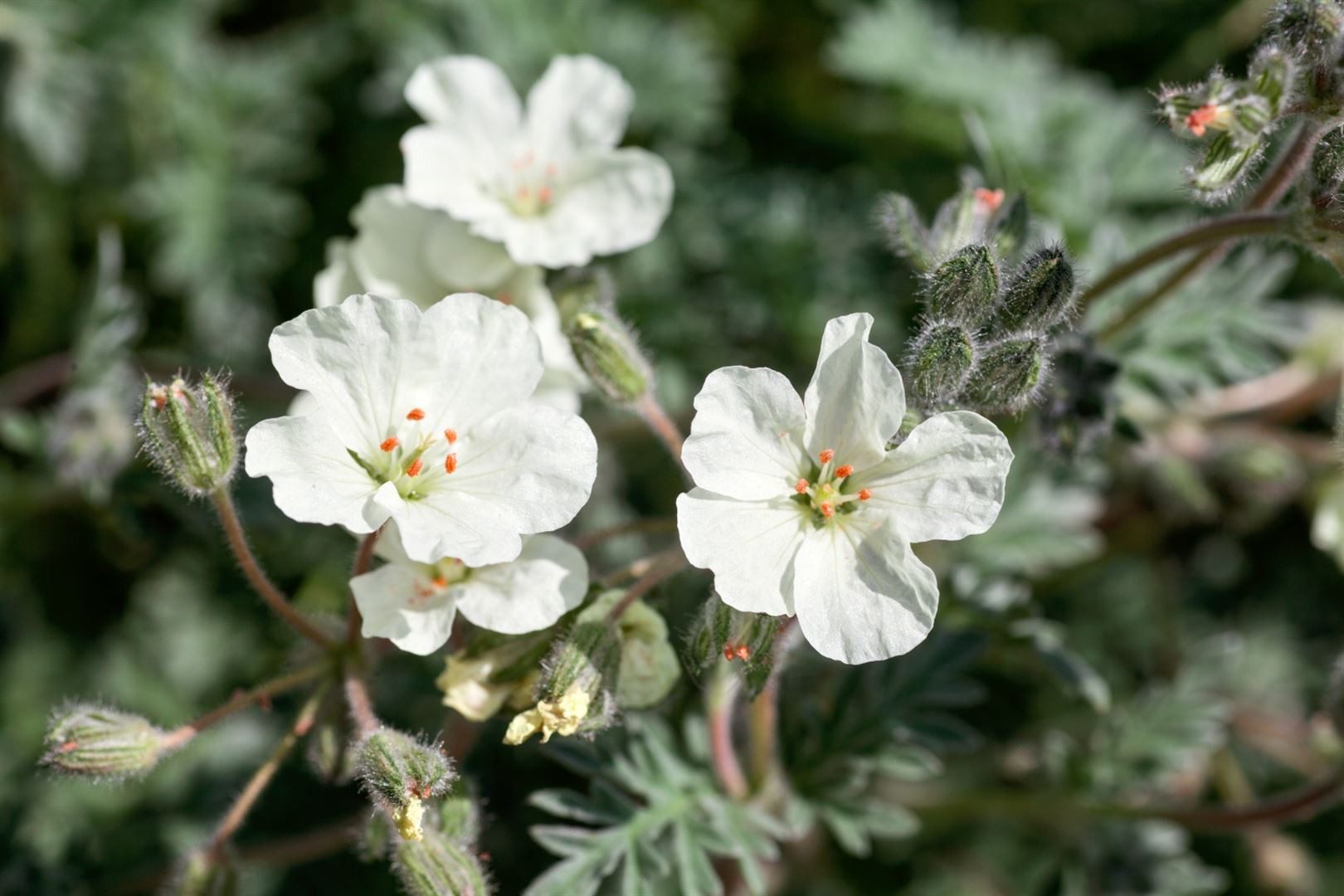 Thumbnail - Pflanzen für Dich Staude Erodium chrysanthum, 1 St., Goldstorchschnabel