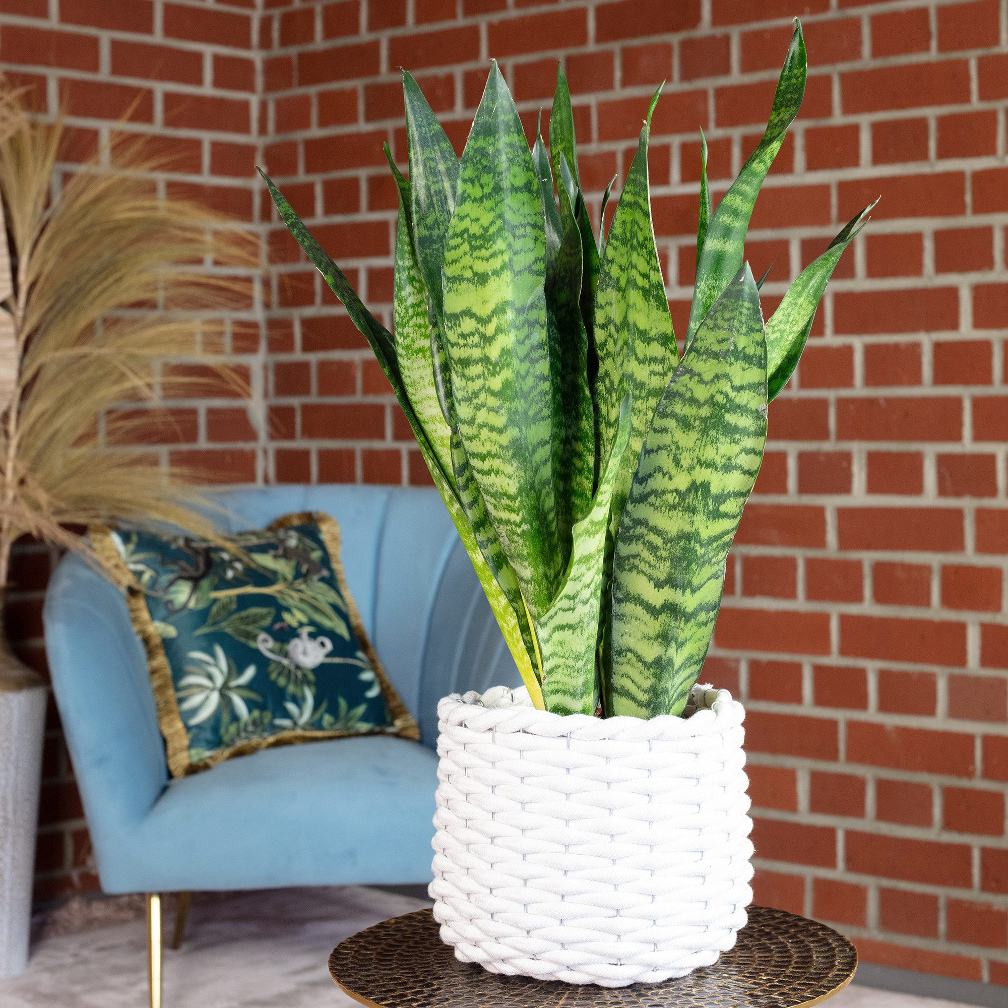 Flowerbox Zimmerpflanze Bogenhanf - Sansevieria zeylanica, pflegeleicht - Höhe ca. 65 cm, Topf-Ø 17 cm
