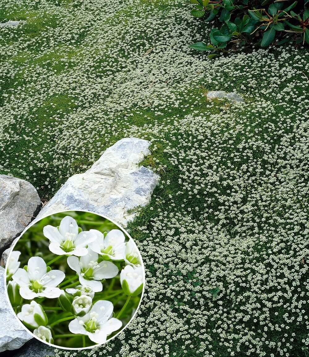 BALDUR Garten Bodendecker Winterhartes Sternmoos, 15 St., Polsterstaude, immergrün, winterhart, mehrjährig, pflegeleicht