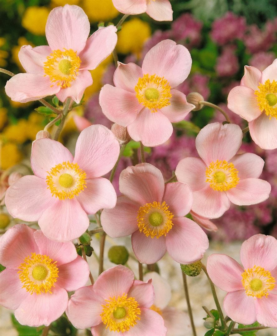 Pflanzen für Dich Staude Anemone hup. Ouvertüre, 1 St., Herbst-Anemone, Japanische Anemone