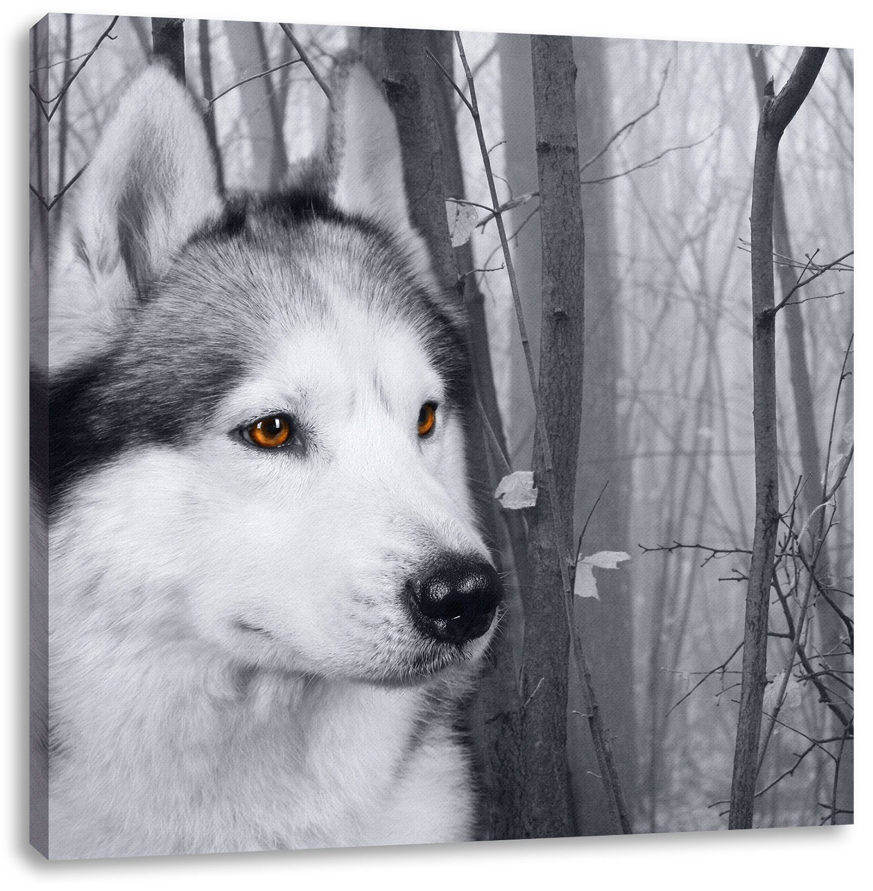 Pixxprint Leinwandbild Wachsamer Husky, Wachsamer Husky (1 St), Leinwandbild fertig bespannt, inkl. Zackenaufhänger