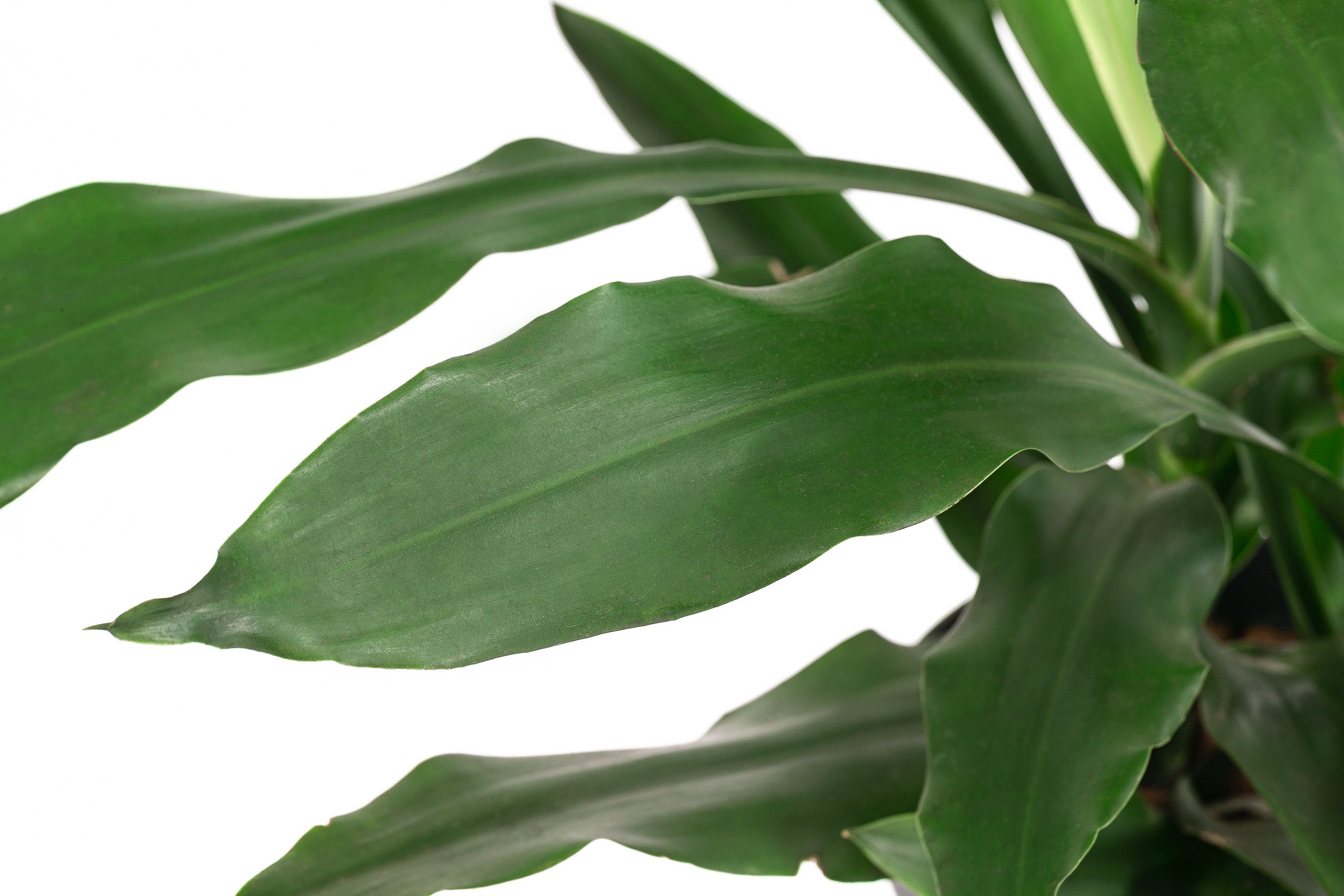 Dehner Zimmerpflanze Drachenbaum Dracaena, mit Wasserstandsanzeiger, wächst günstig online kaufen