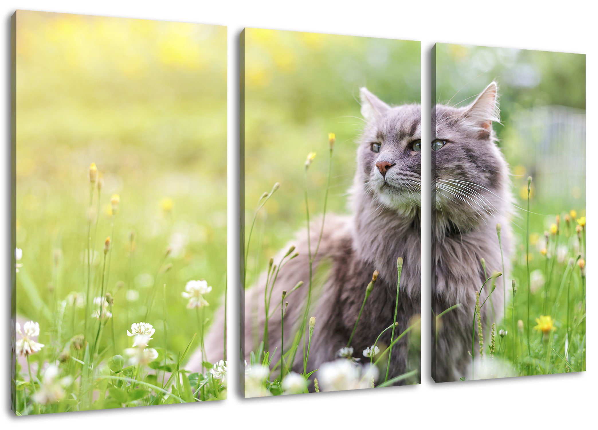 Pixxprint Leinwandbild Katze in der Wildnis, Katze in der Wildnis 3Teiler (120x80cm) (1 St), Leinwandbild fertig bespannt, inkl. Zackenaufhänger | Leinwandbilder