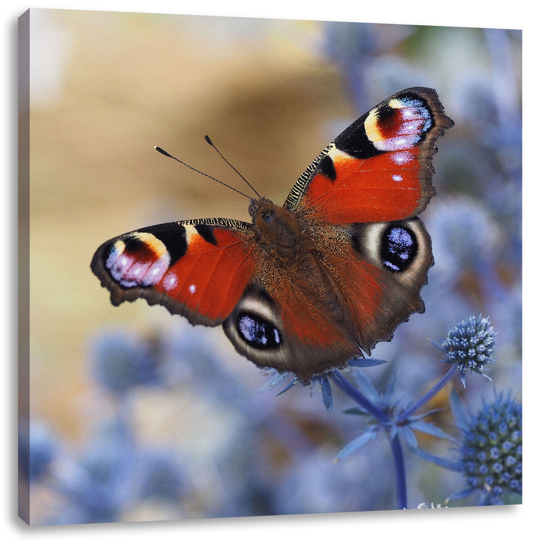 Pixxprint Leinwandbild Schöner Schmetterling Pfauenauge, Schöner Schmetterling Pfauenauge (1 St), Leinwandbild fertig bespannt, inkl. Zackenaufhänger