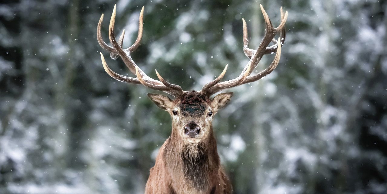 The Wall - the art of framing AG Wandbild Keilrahmenbild Hirsch 90 x 45 cm, Tiere