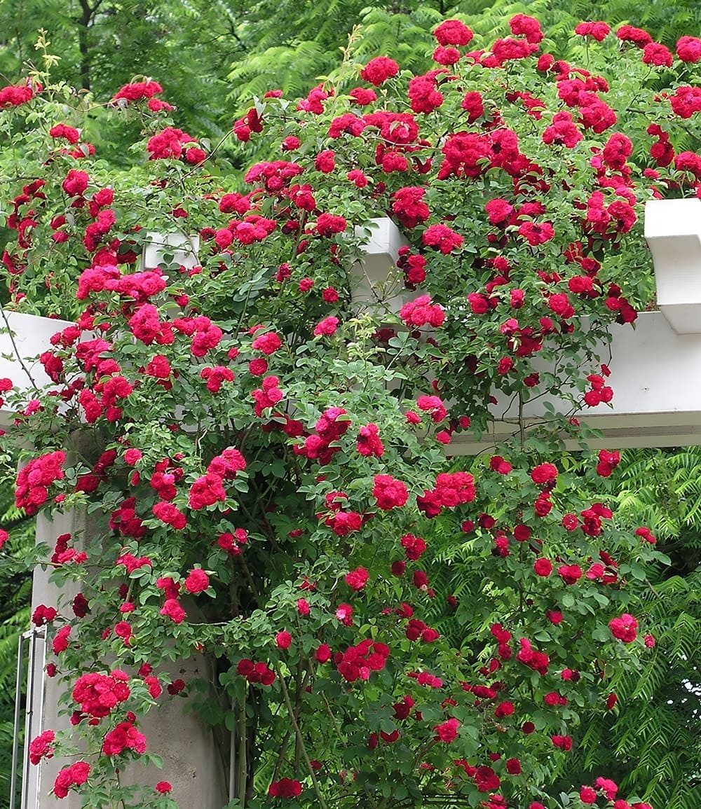 BALDUR Garten Rose Rambler-Rose 'Chevy Chase', 1 St., Gefüllt-blühend, gefüllte Blüten, winterhart, mehrjährig