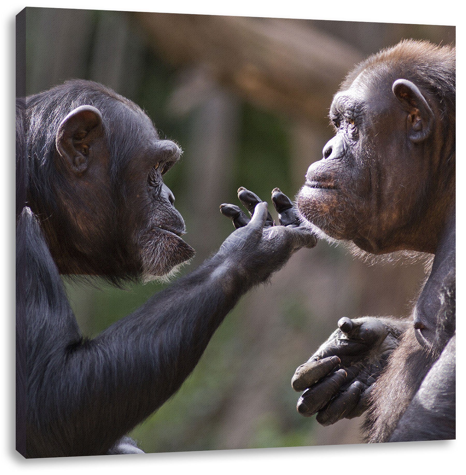 Pixxprint Leinwandbild Schimpansen Freundschaft, Schimpansen Freundschaft (1 St), Leinwandbild fertig bespannt, inkl. Zackenaufhänger