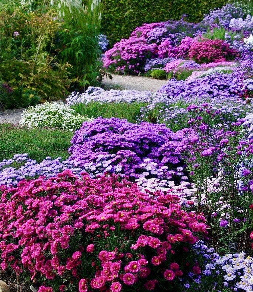 BALDUR Garten Bodendecker Beet-Astern 'Meerblick', 4 St., Schmetterlingsfeundlich, winterhart, mehrjährig