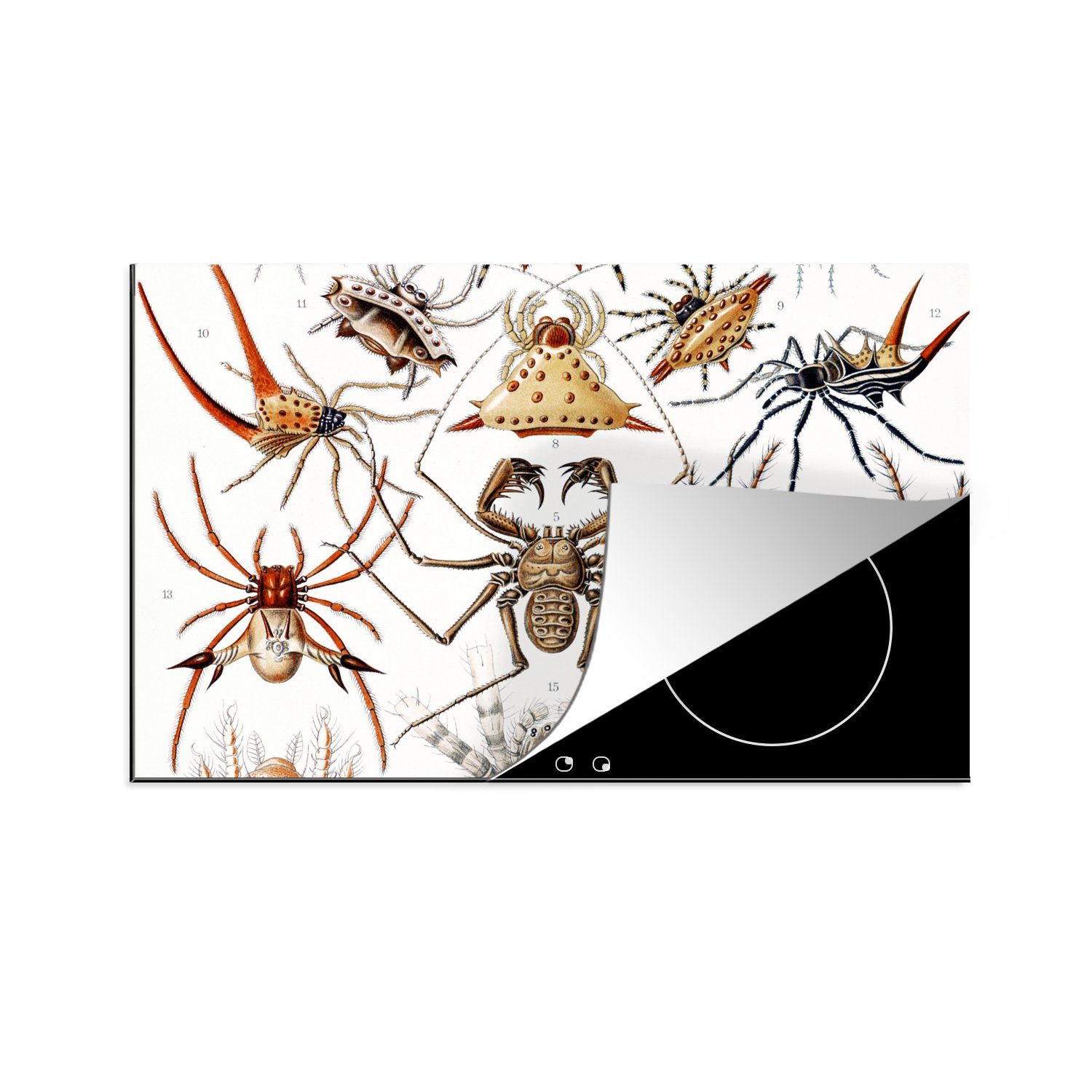 MuchoWow Herdblende-/Abdeckplatte Retro - Spinne - Ernst Haeckel - Spinnen, Vinyl, (1 tlg), 80x52 cm, Induktionskochfeld Schutz für die küche, Ceranfeldabdeckung