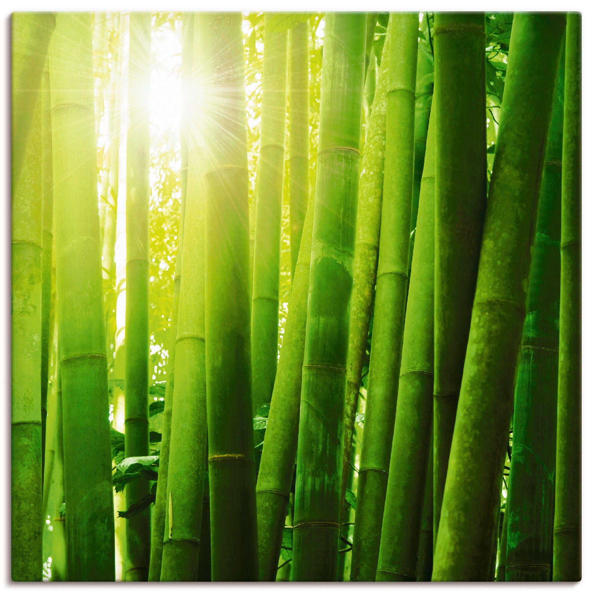 Artland Wandbild Asiatischer Bambuswald im Morgenlicht, Gräser (1 St), als Leinwandbild, Wandaufkleber oder Poster in versch. Größen
